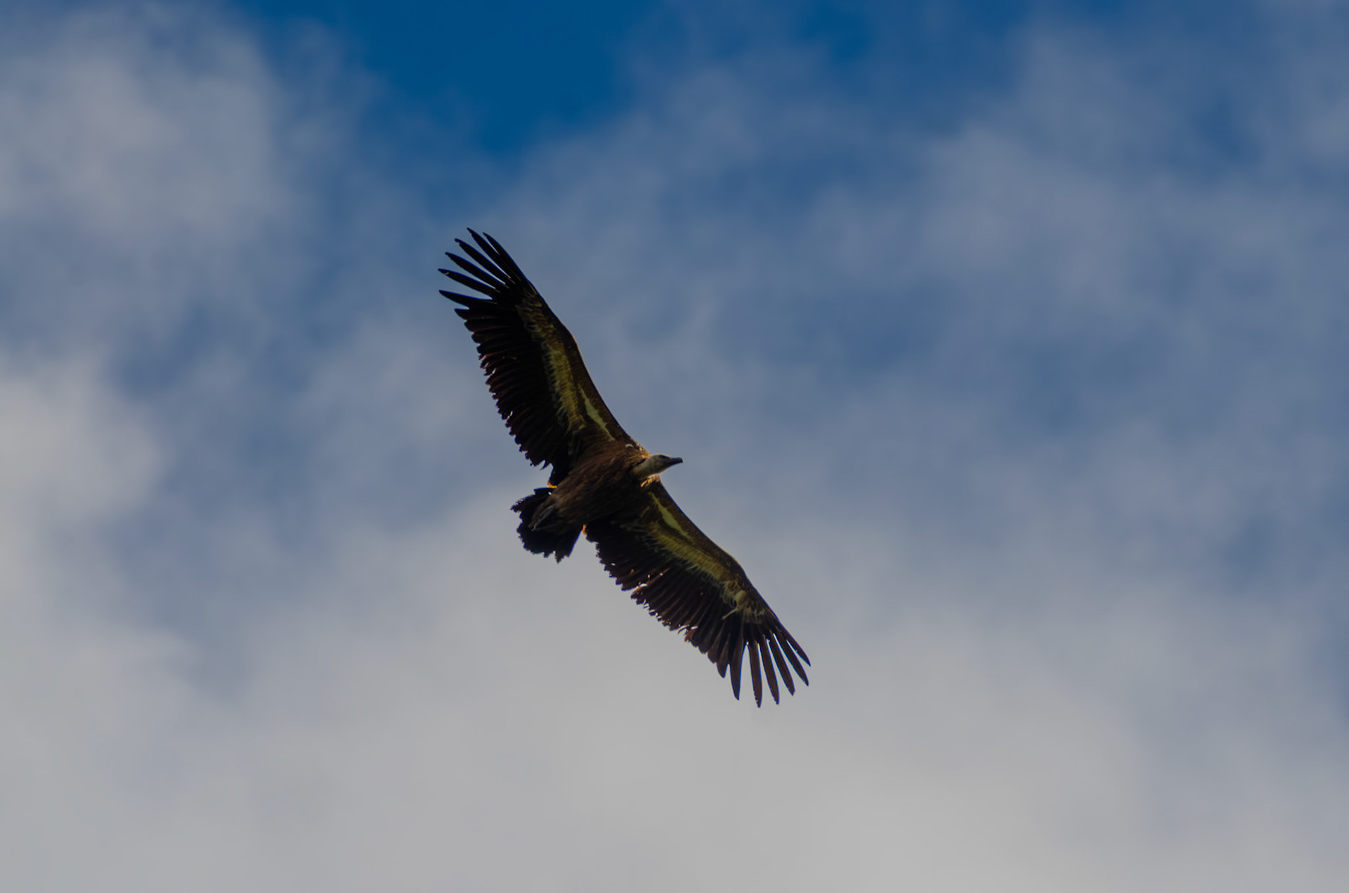 Vautour fauve