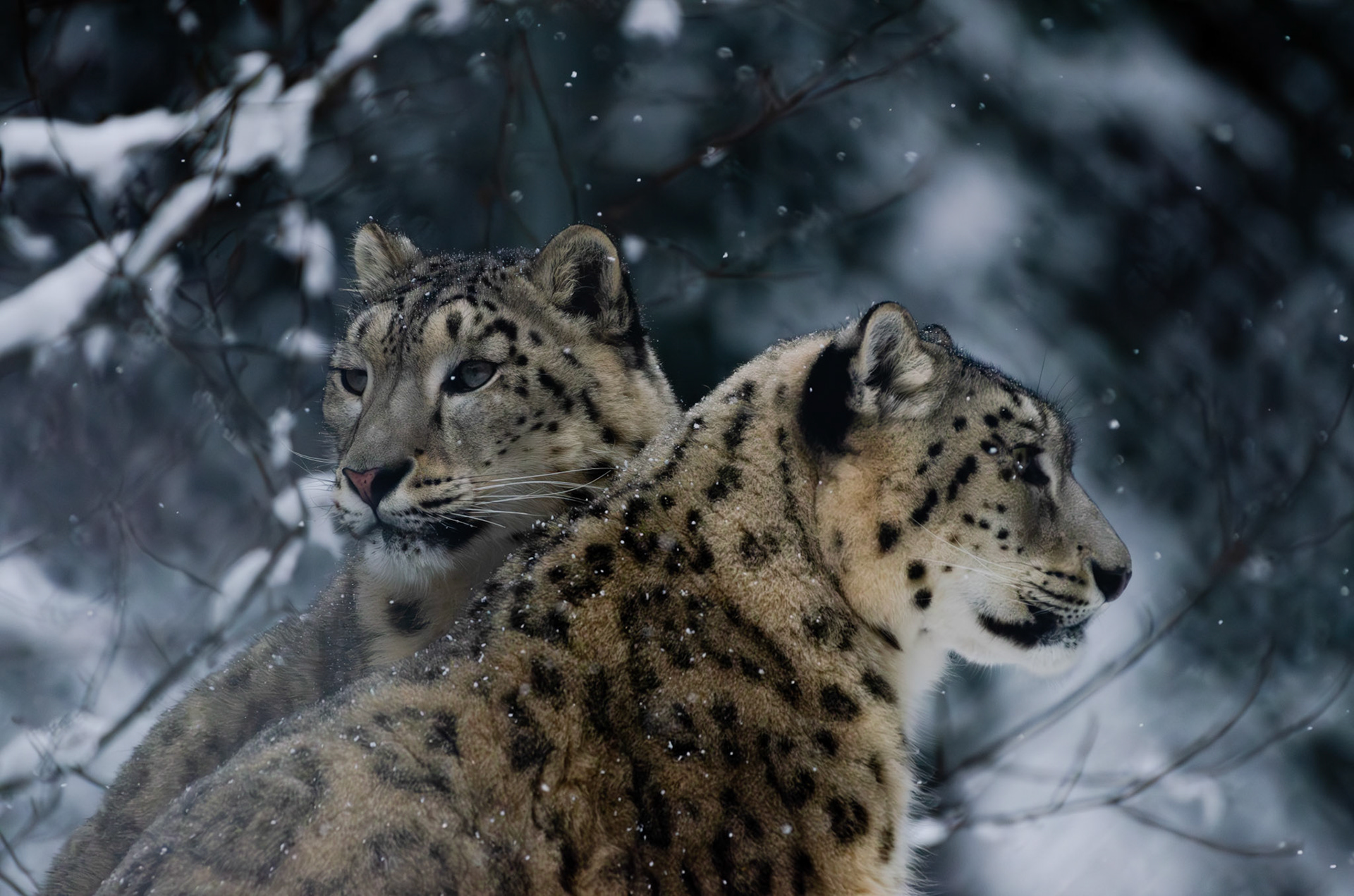 Panthères des neiges