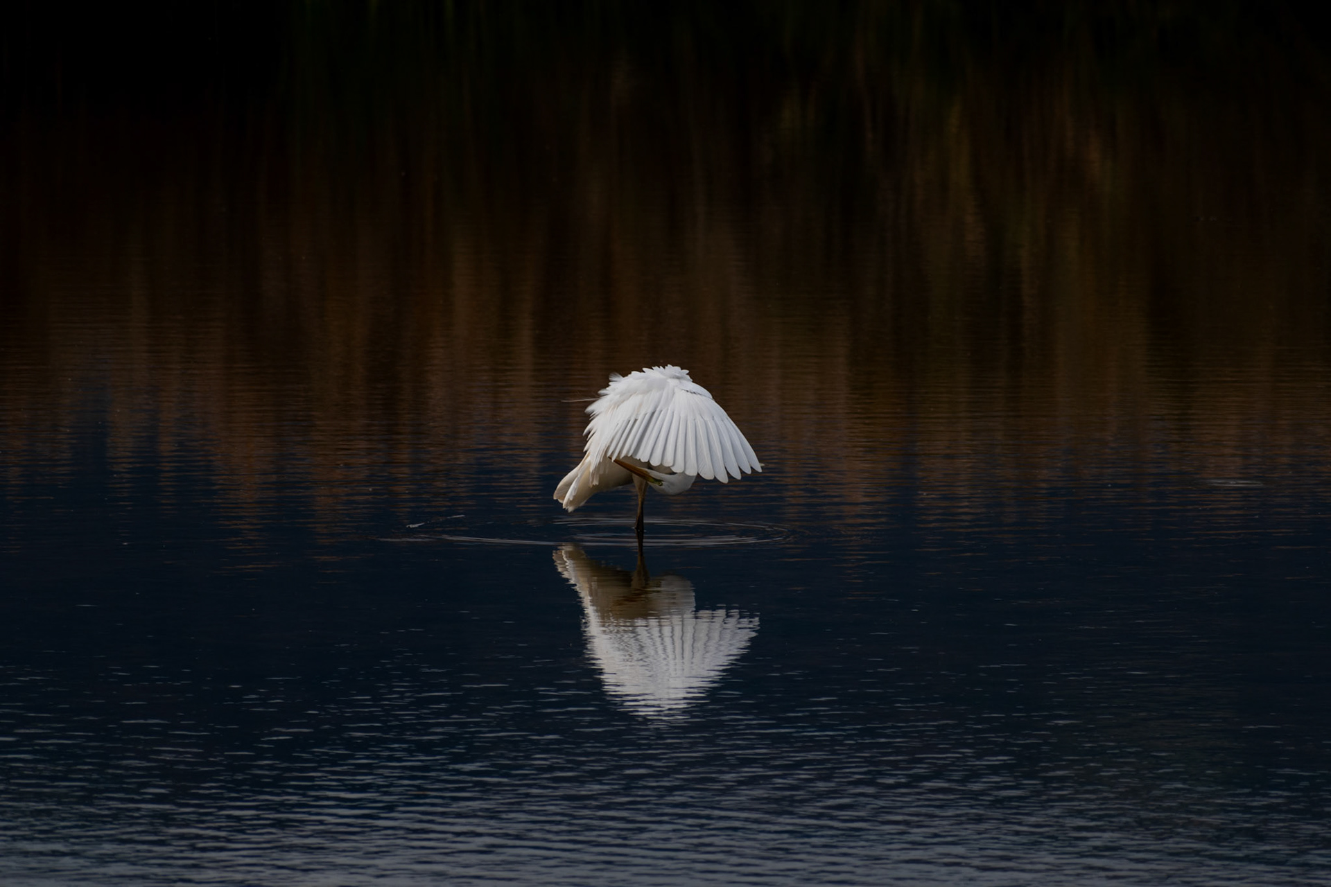 Grande aigrette