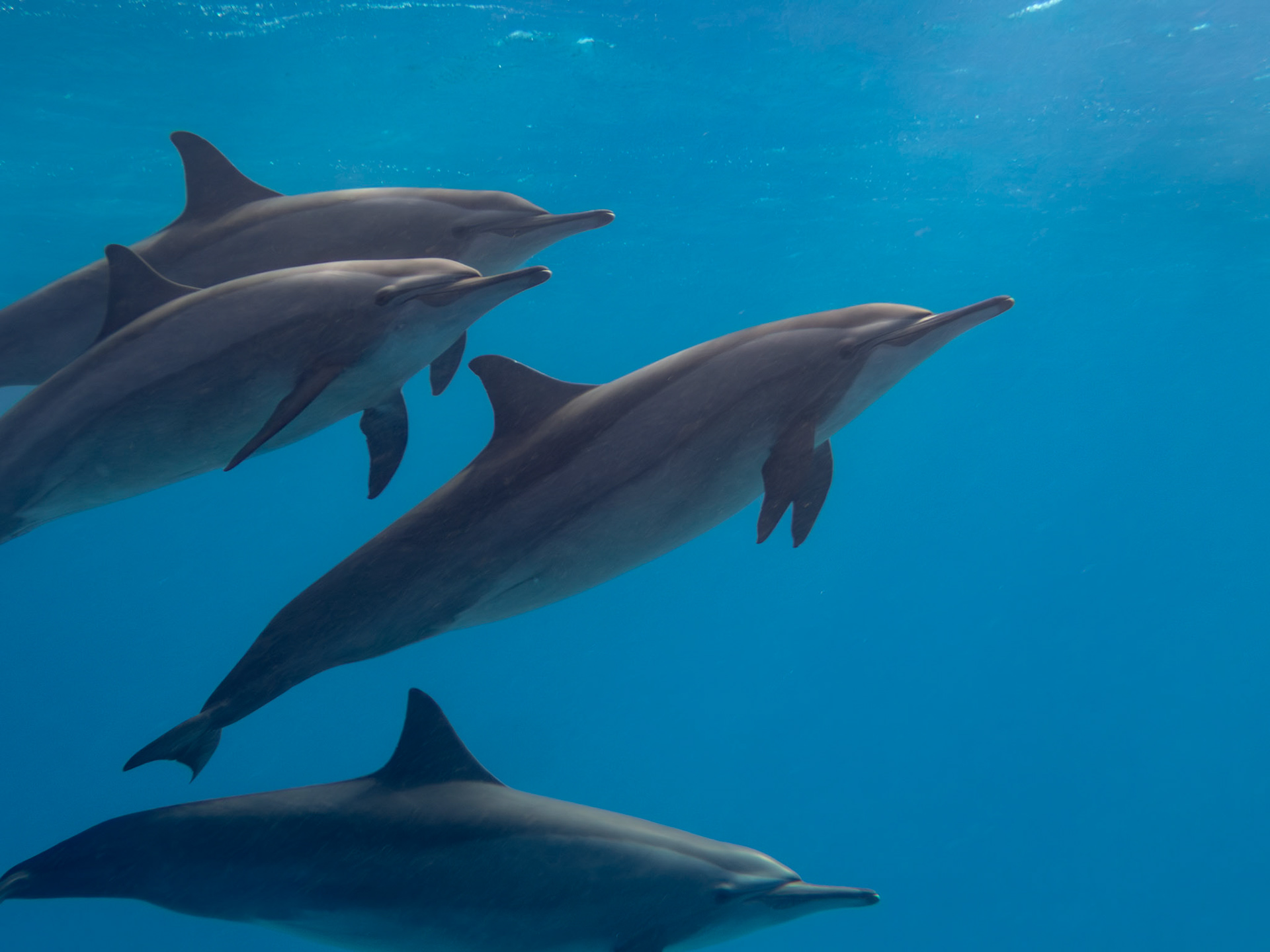 Dauphins à long-becs