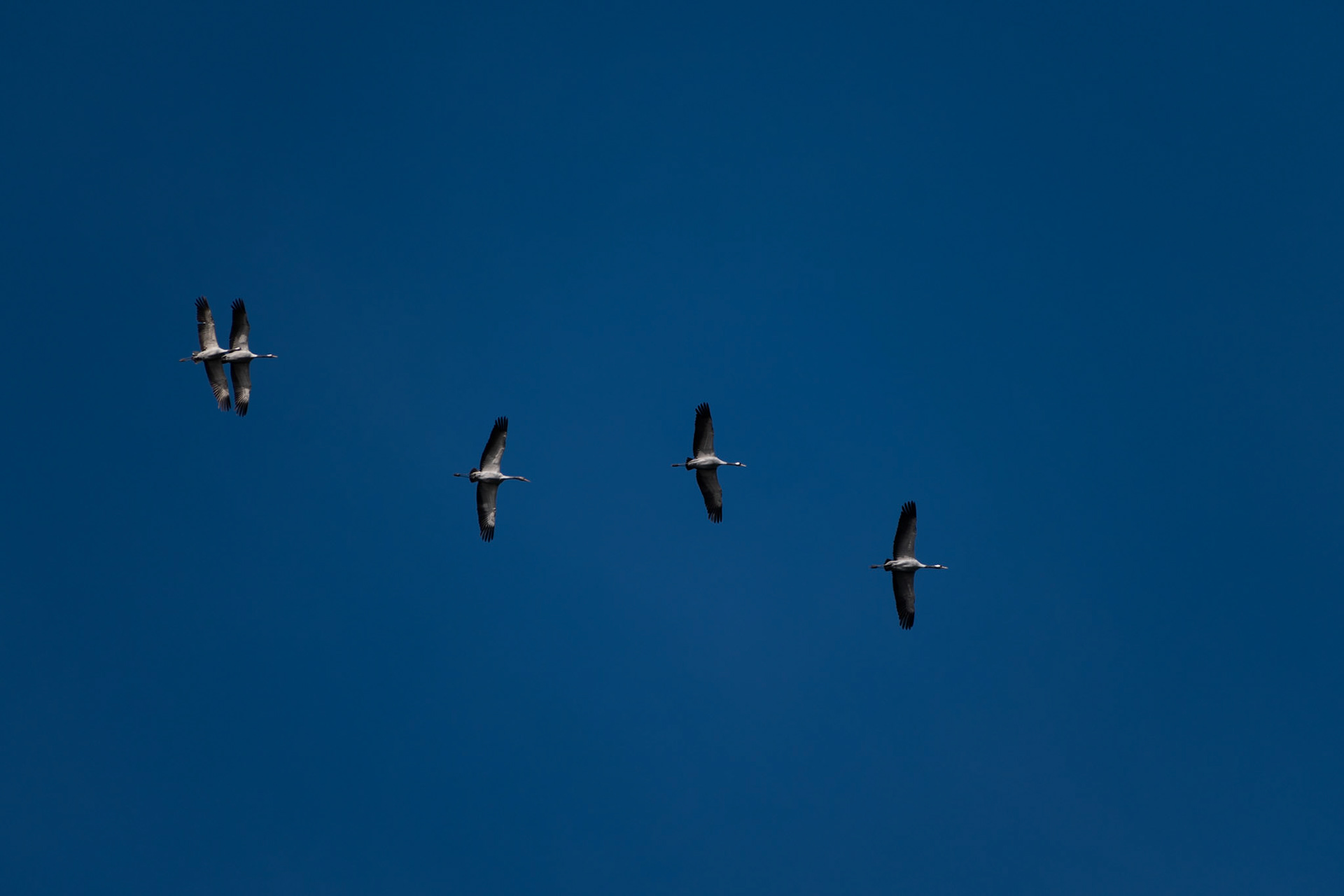 Grues cendrées