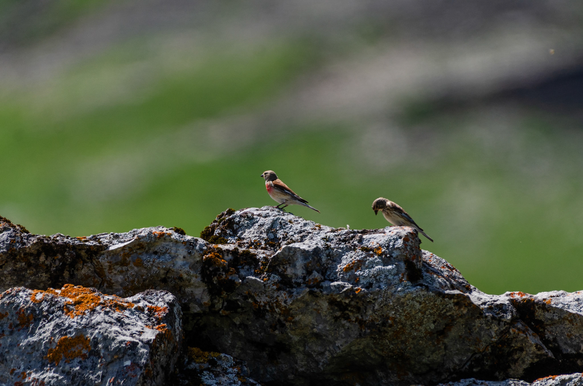Linottes mélodieuses