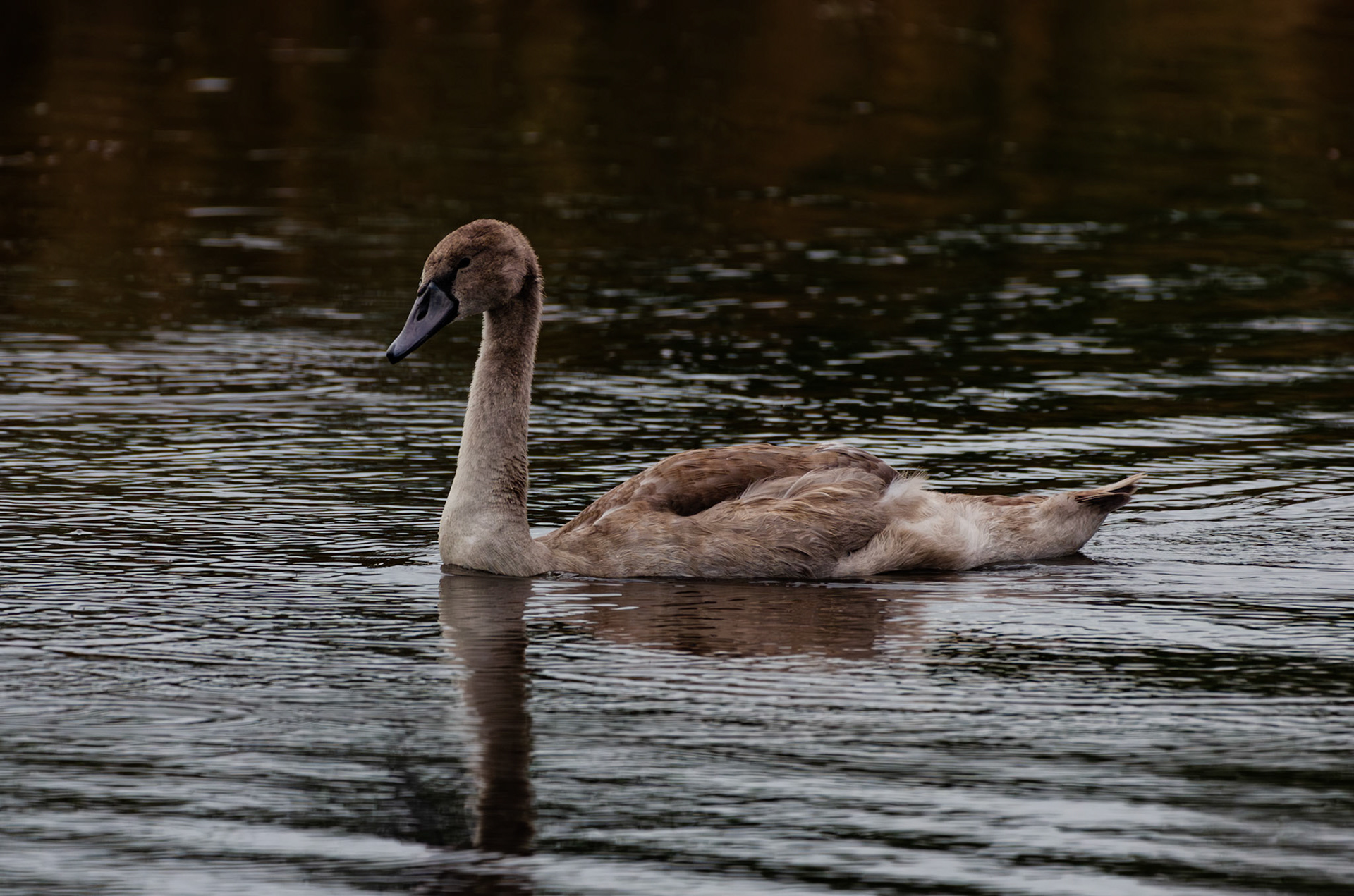 Cygne tuberculé