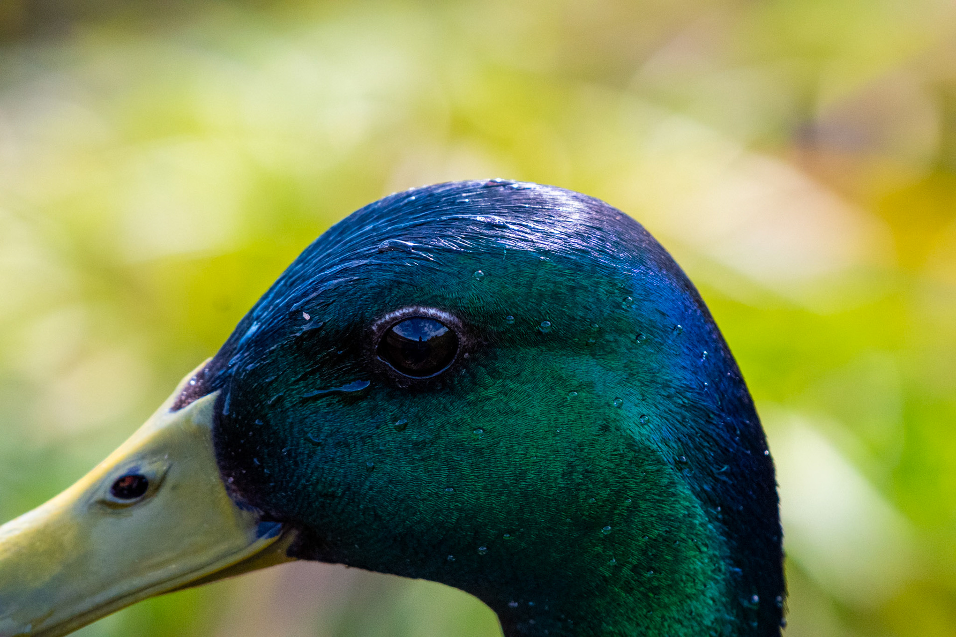 Canard colvert