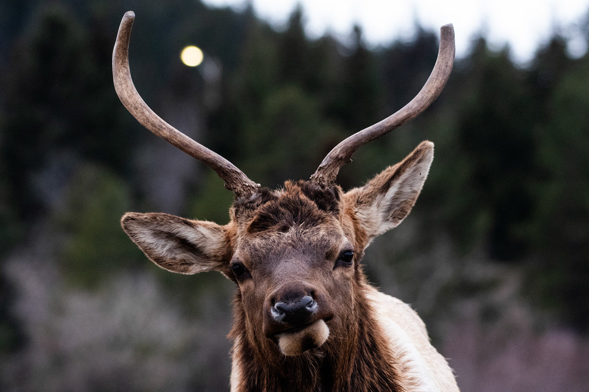Wapiti
