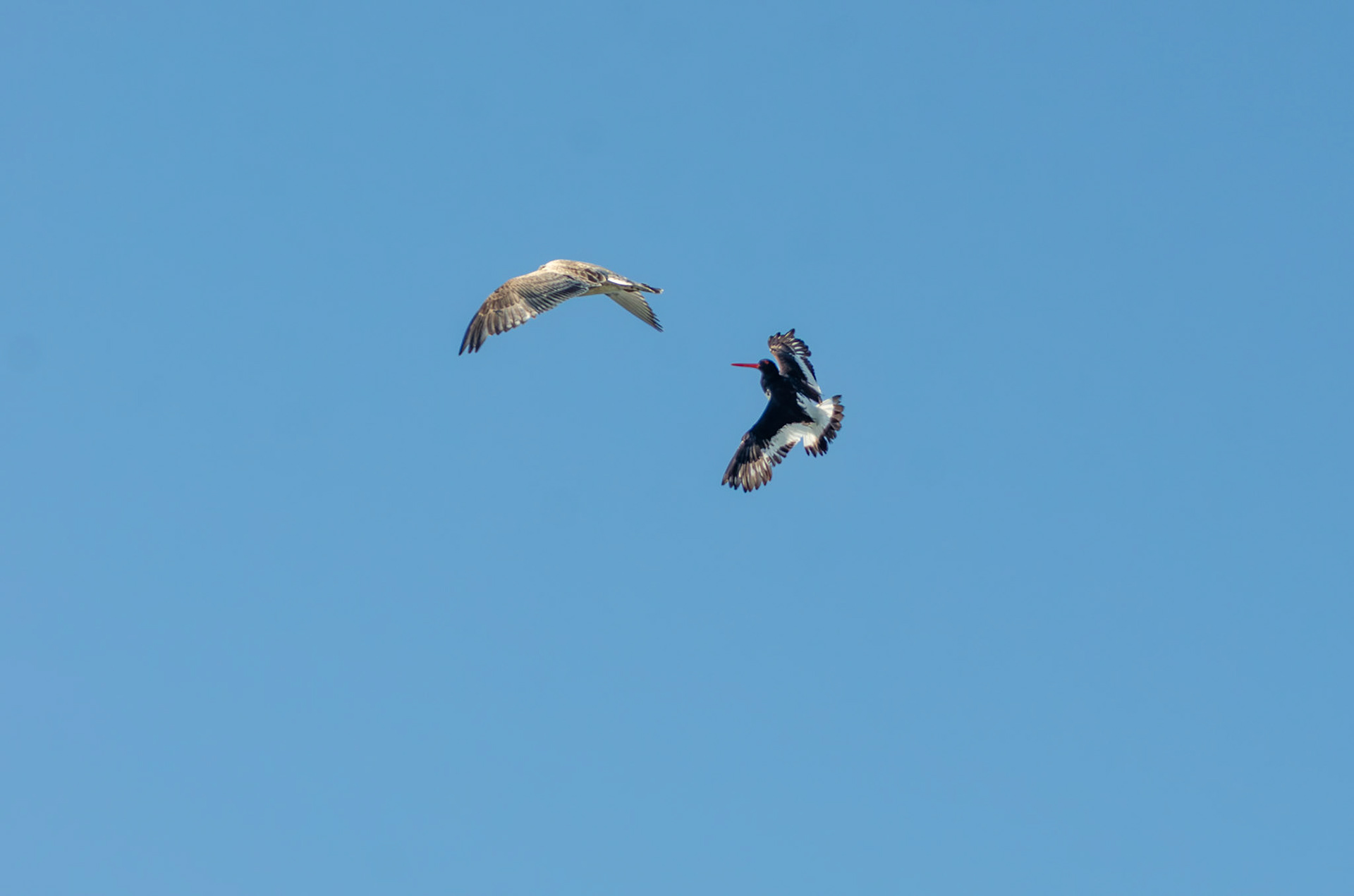 Huitrier pie et goéland argenté