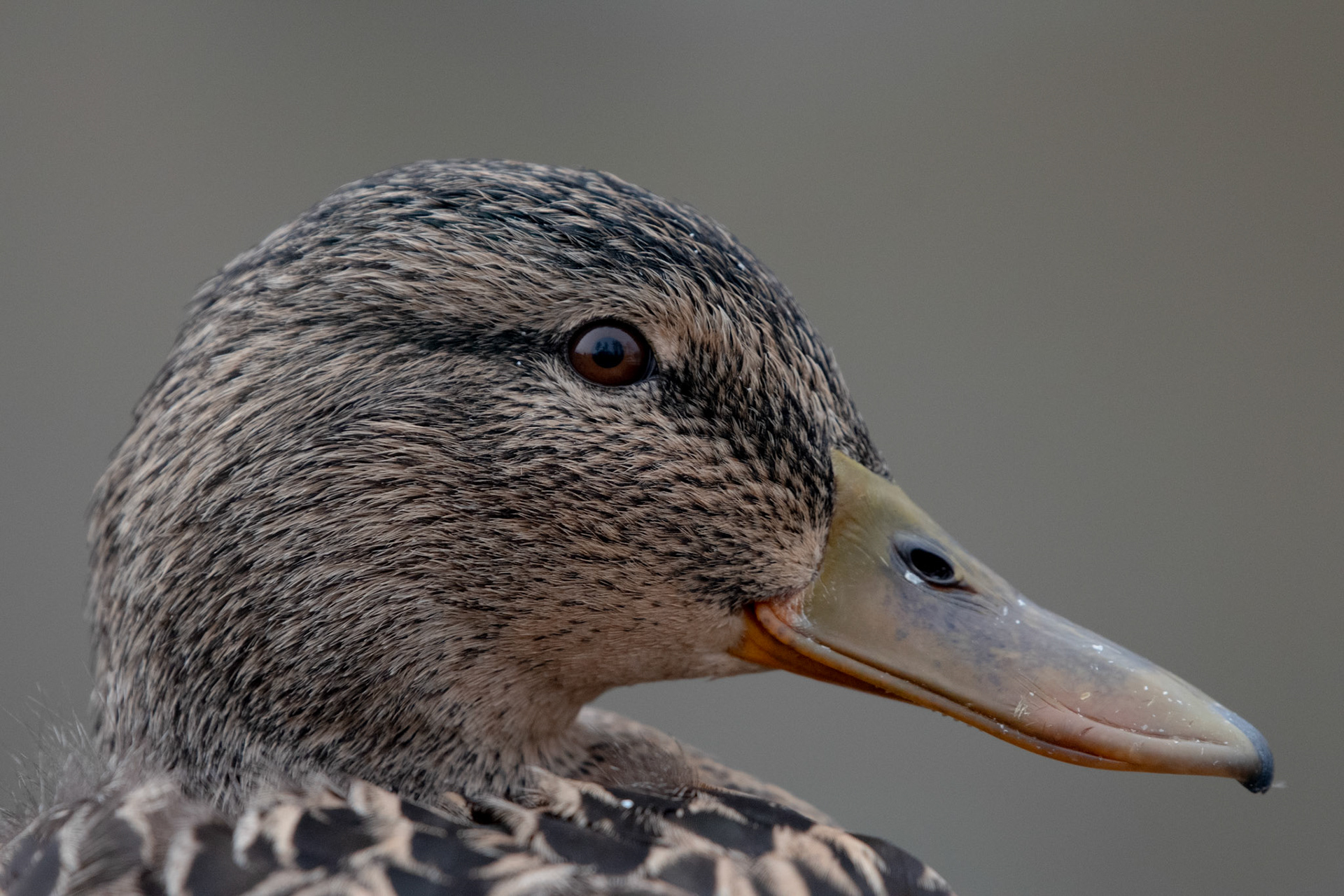 Canard colvert