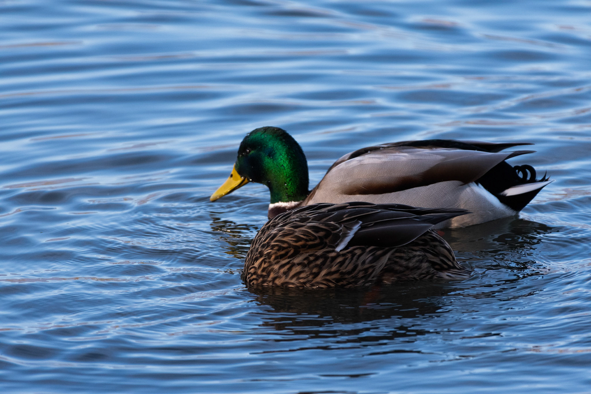 Canard colvert