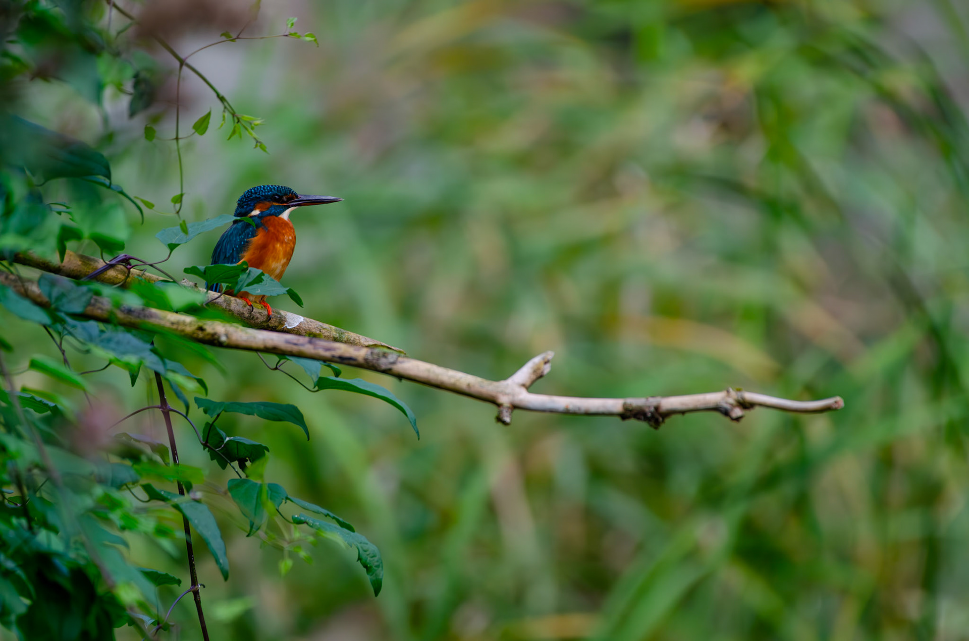 Martin-pecheur d'Europe