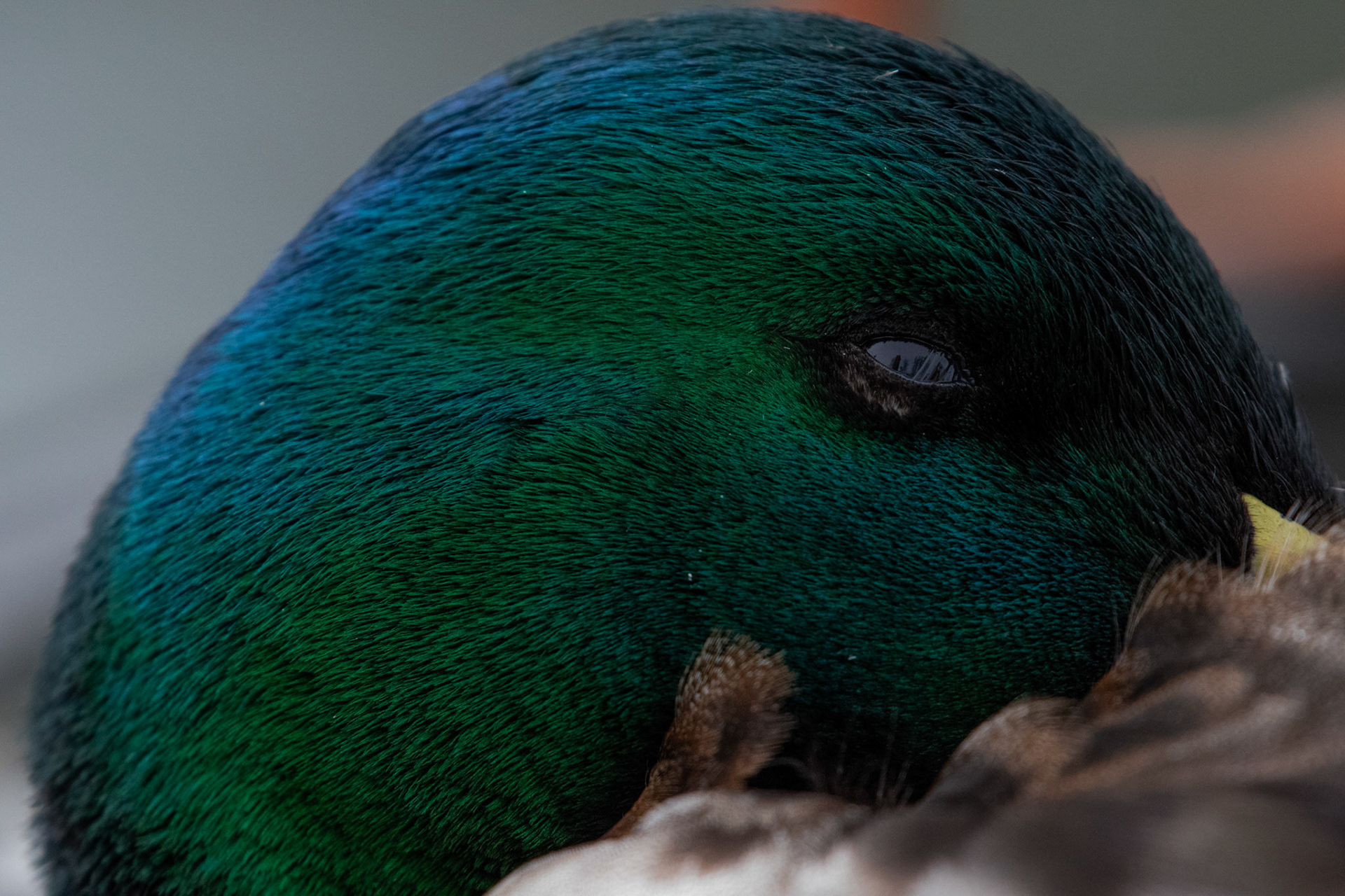 Canard colvert
