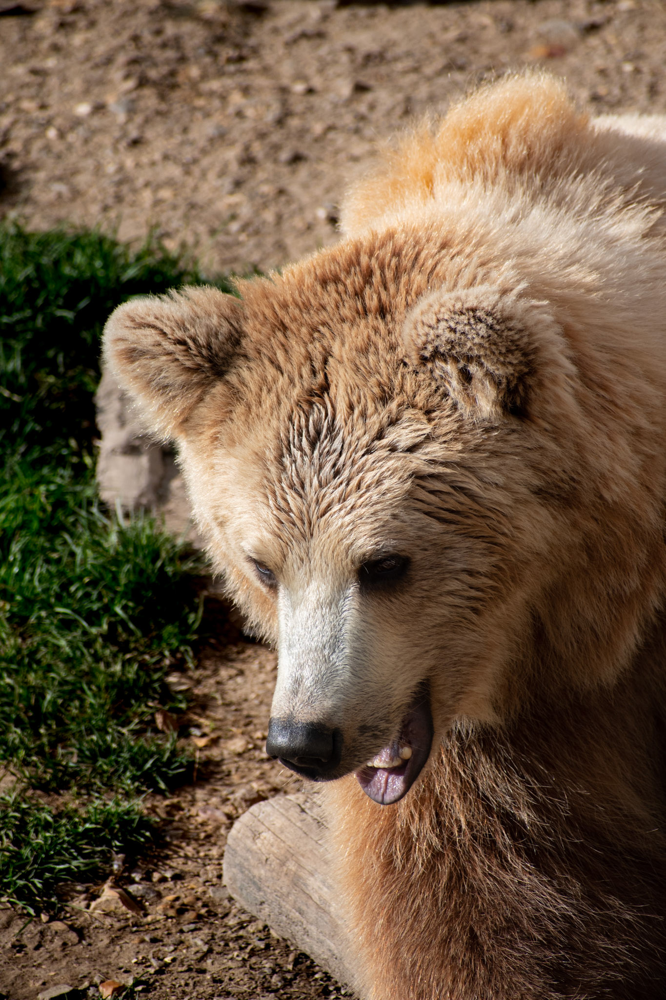Ours brun