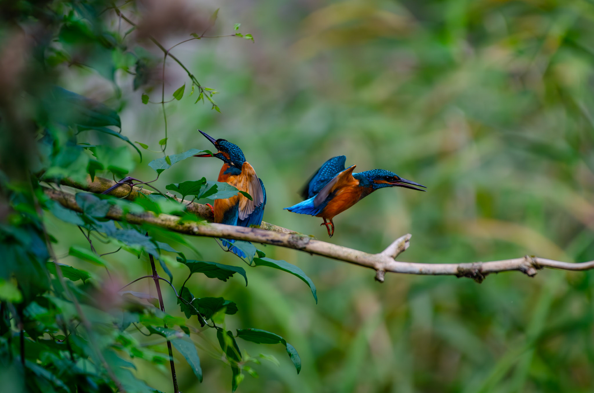 Martin-pecheurs d'Europe