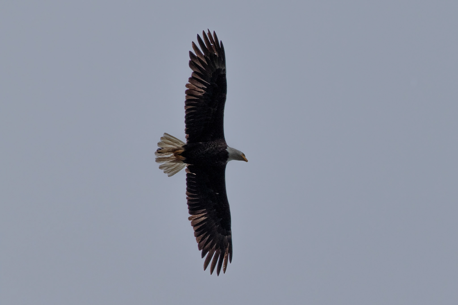 Pygargue à tete blanche