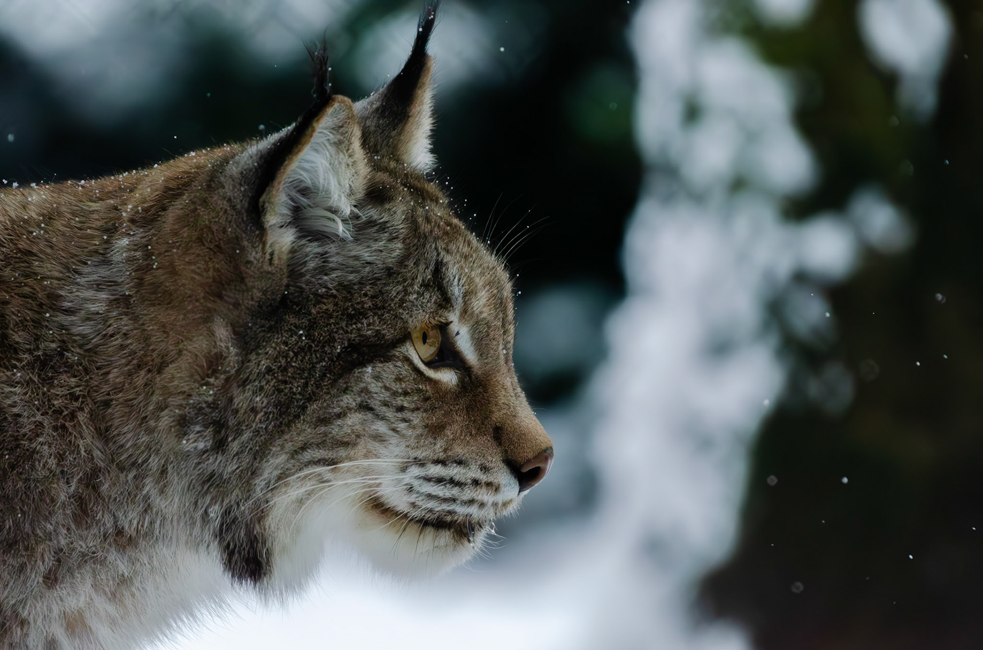 Lynx boréal