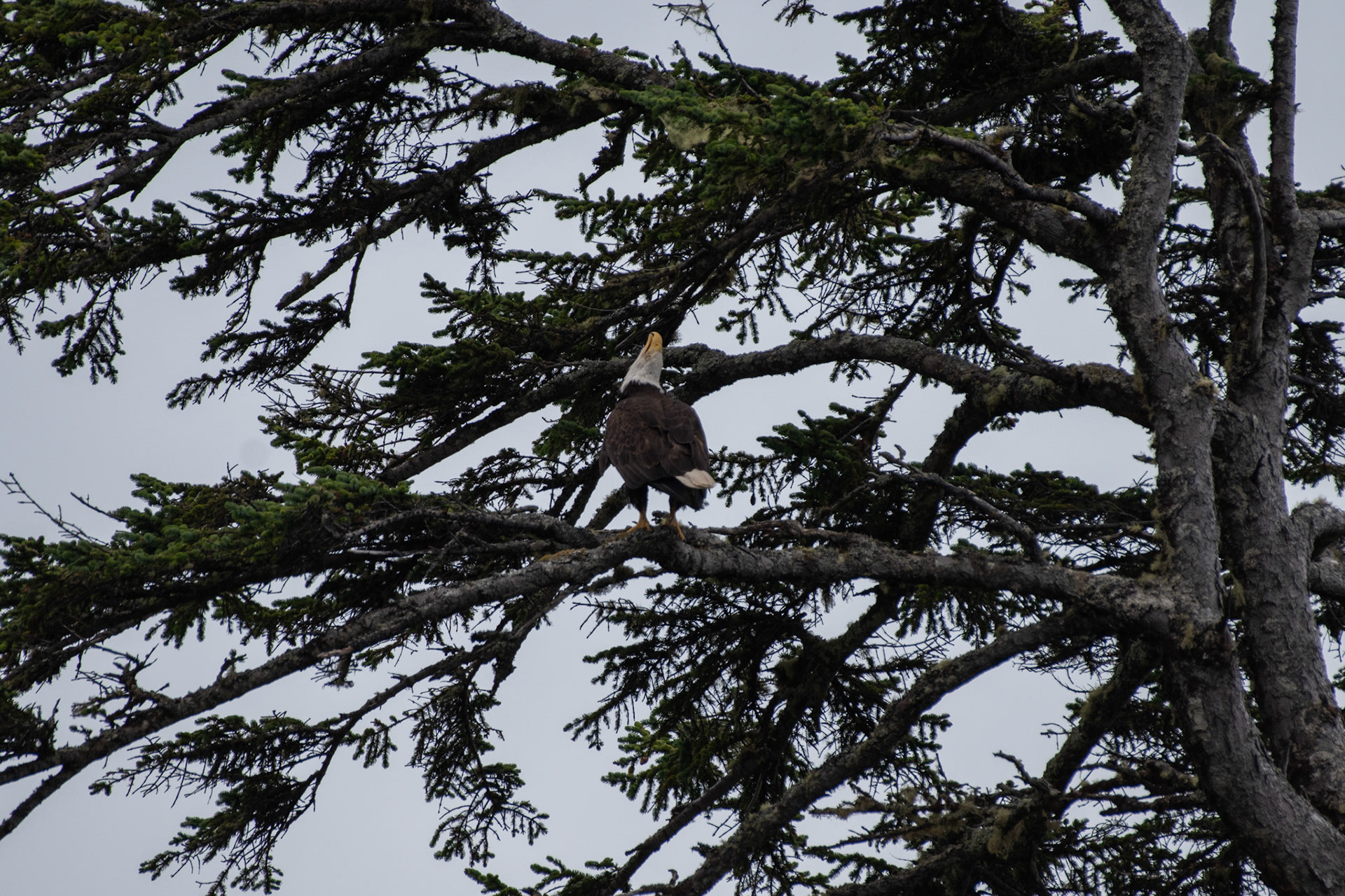 Pygargua à tete blamche