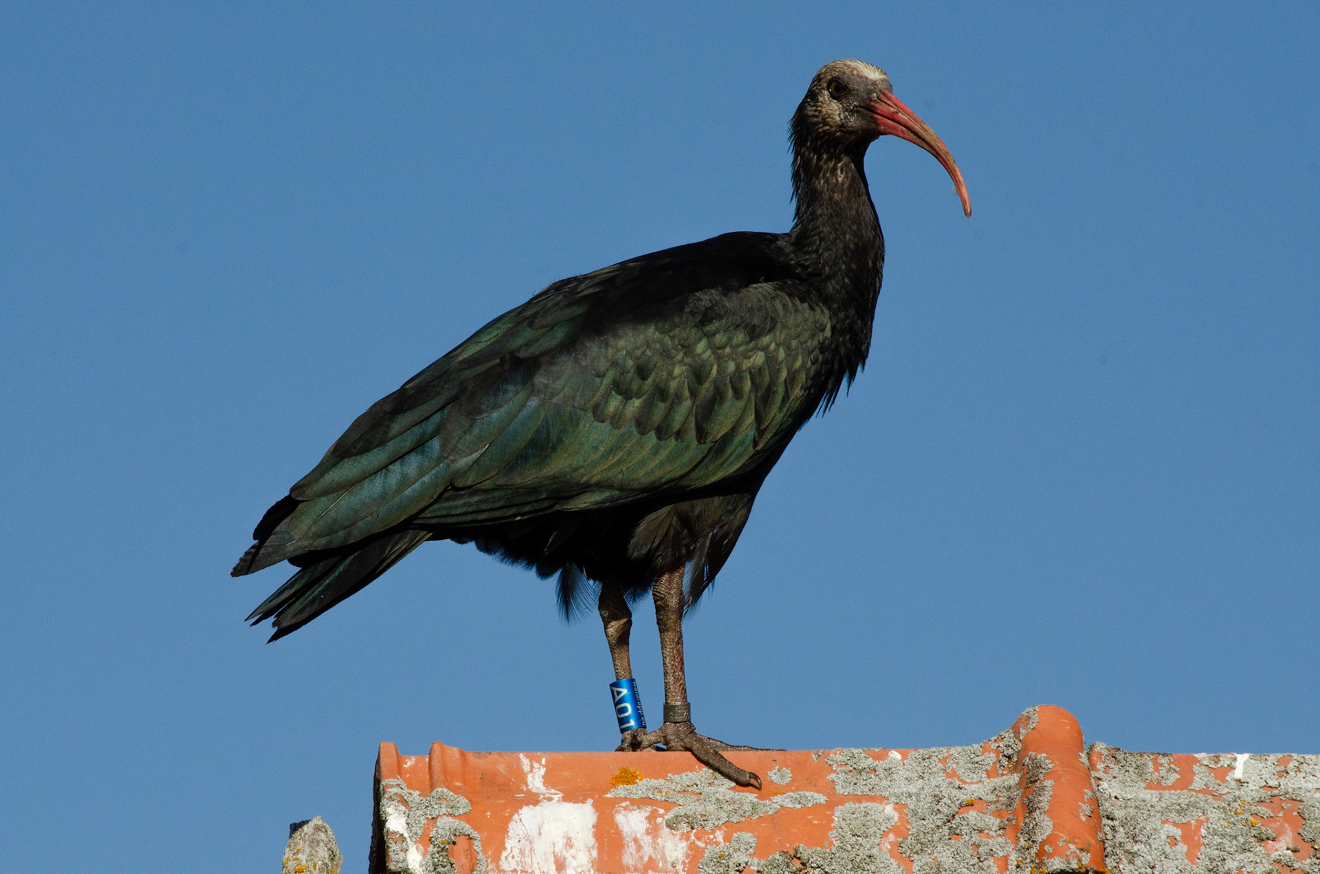 Ibis chauve
