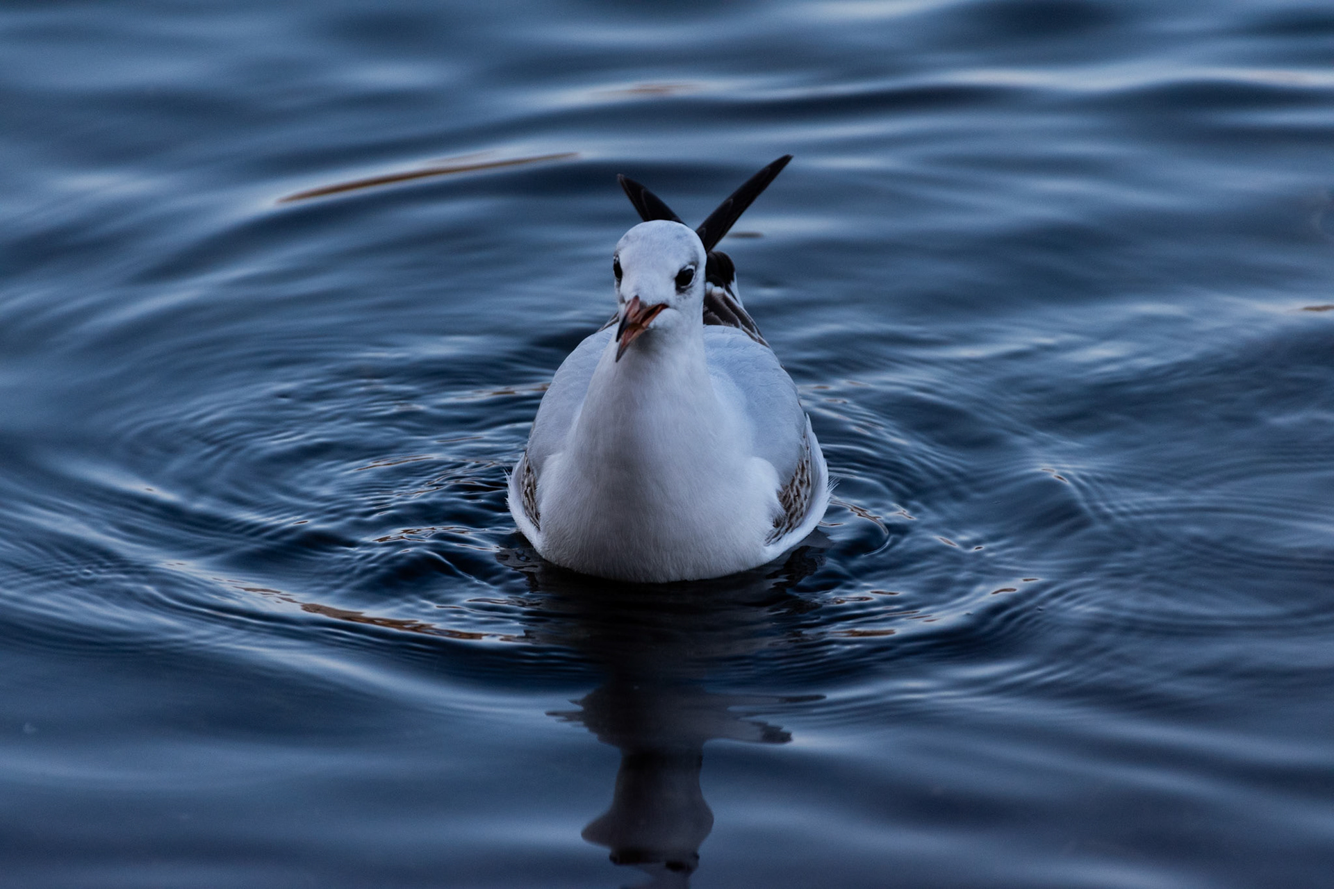 Mouette rieuse