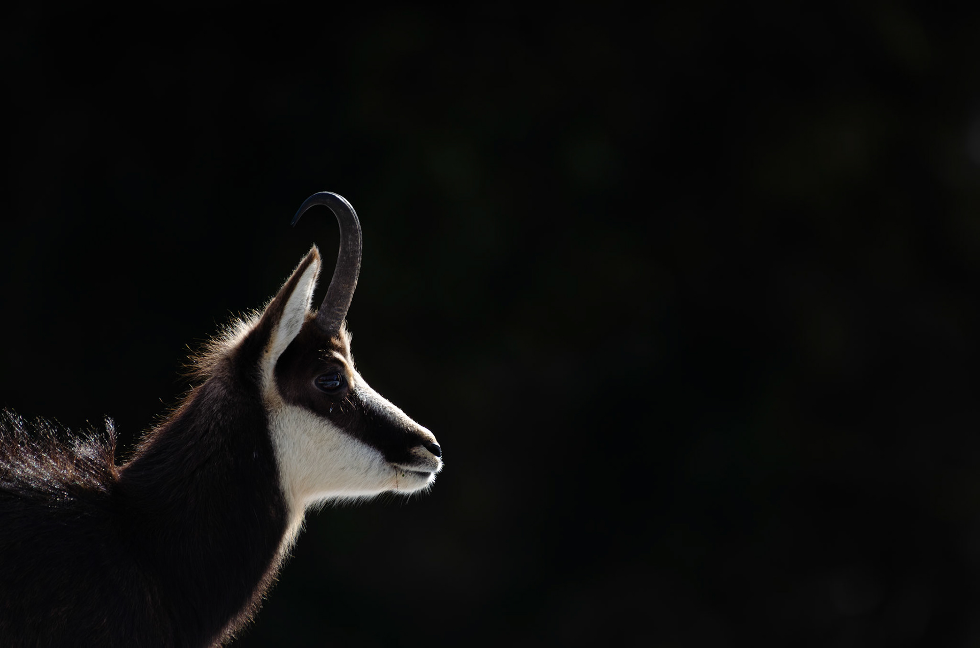 Chamois