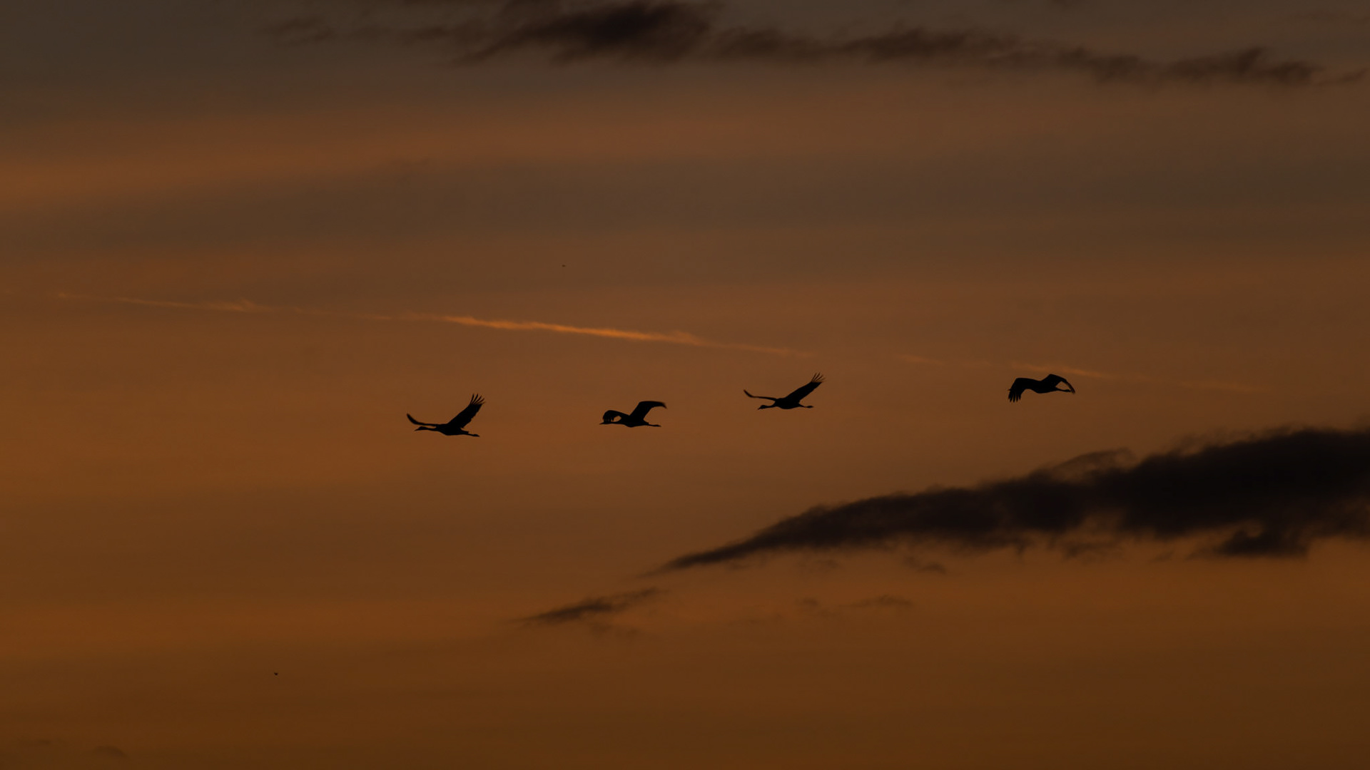 Grues cendrées