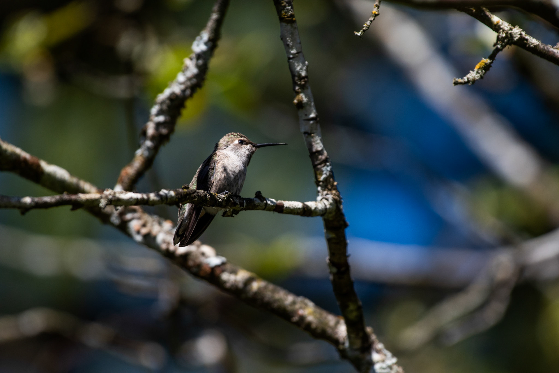 Colibri de Anna