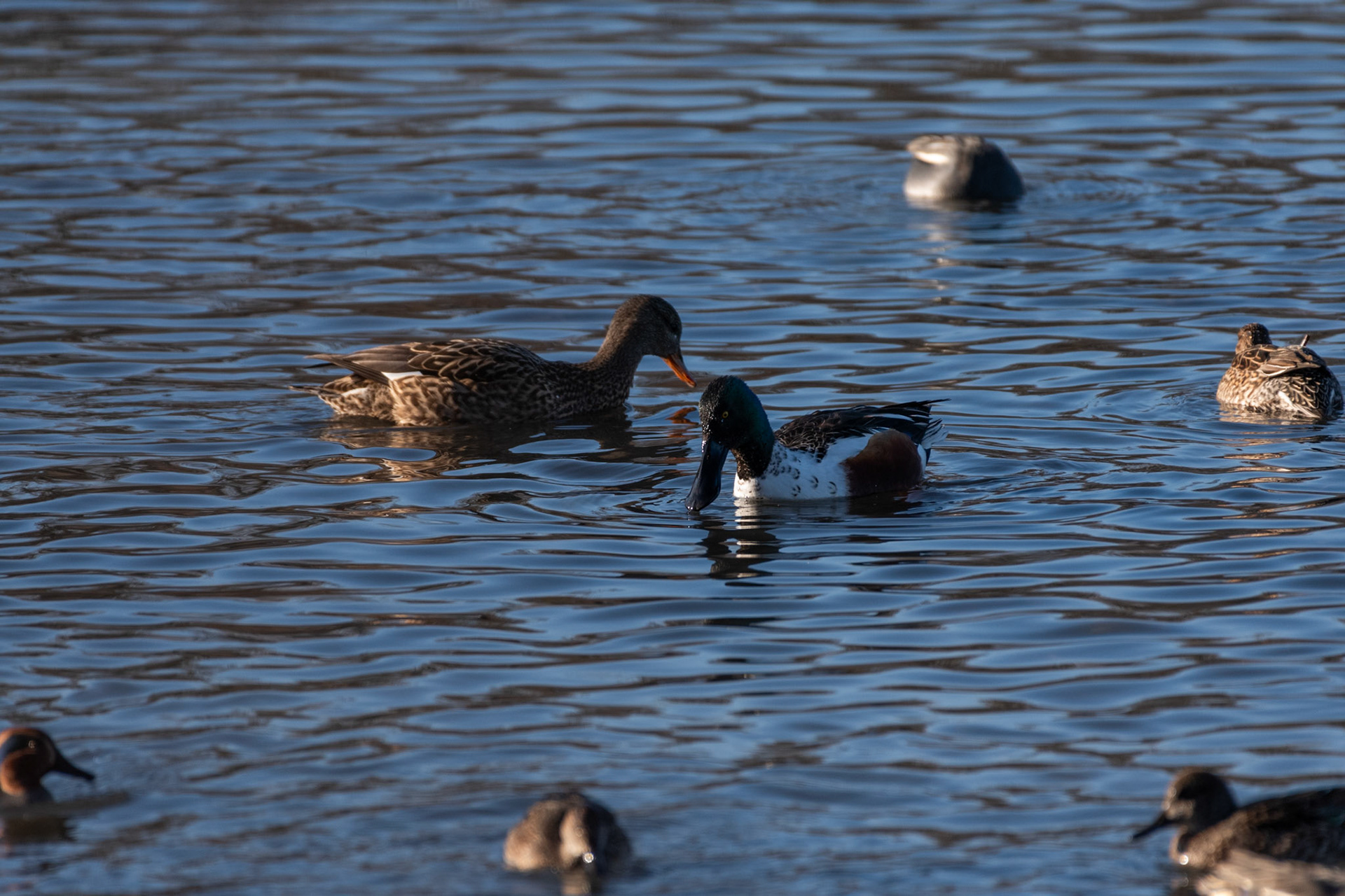 Canard souchet