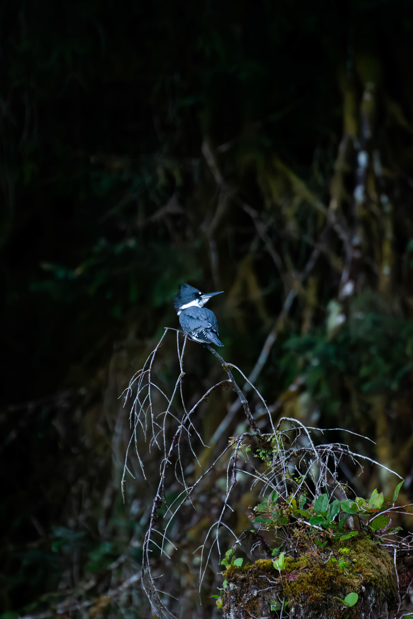 Martin pecheur d'Amérique