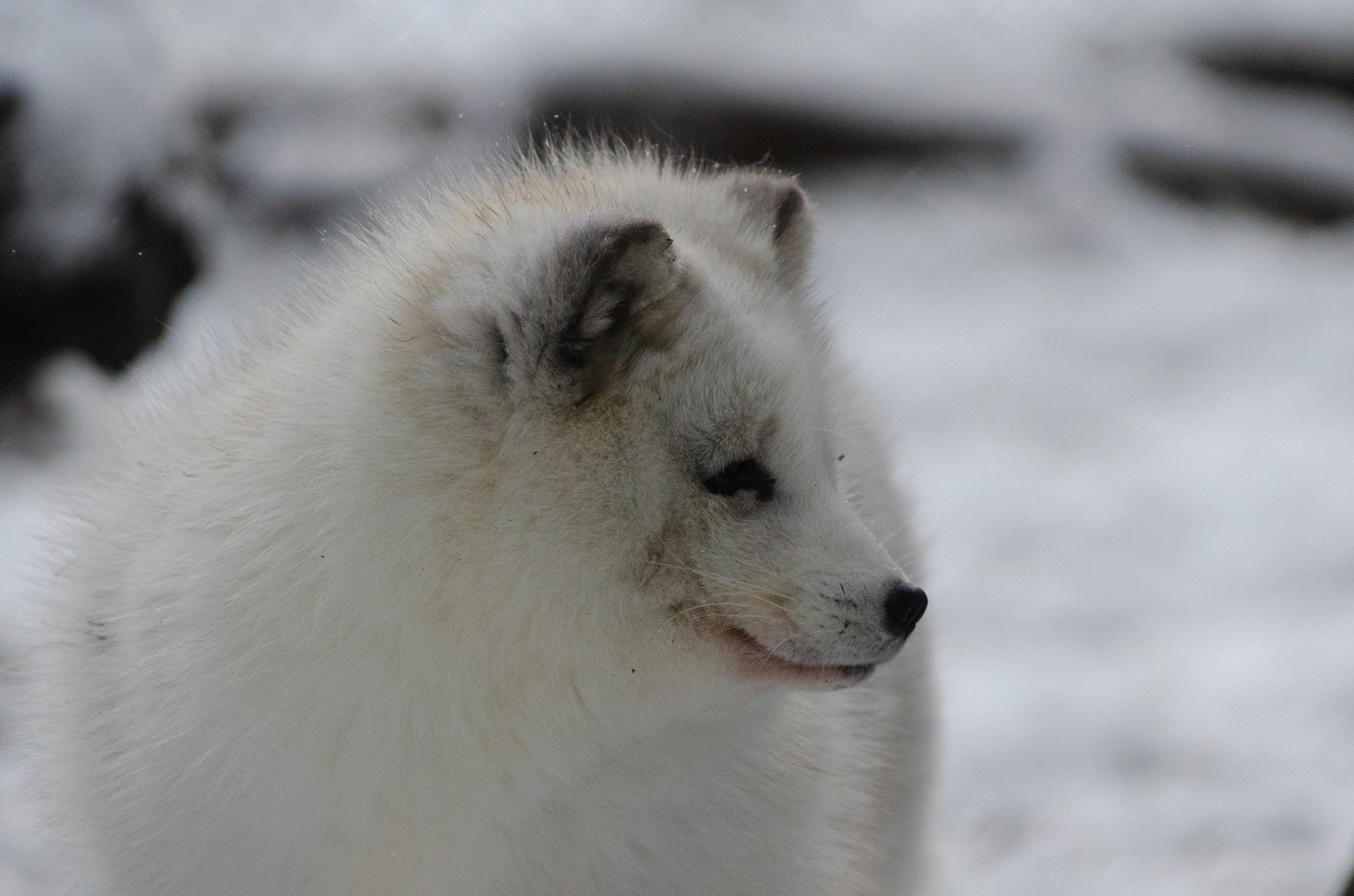 Renard polaire