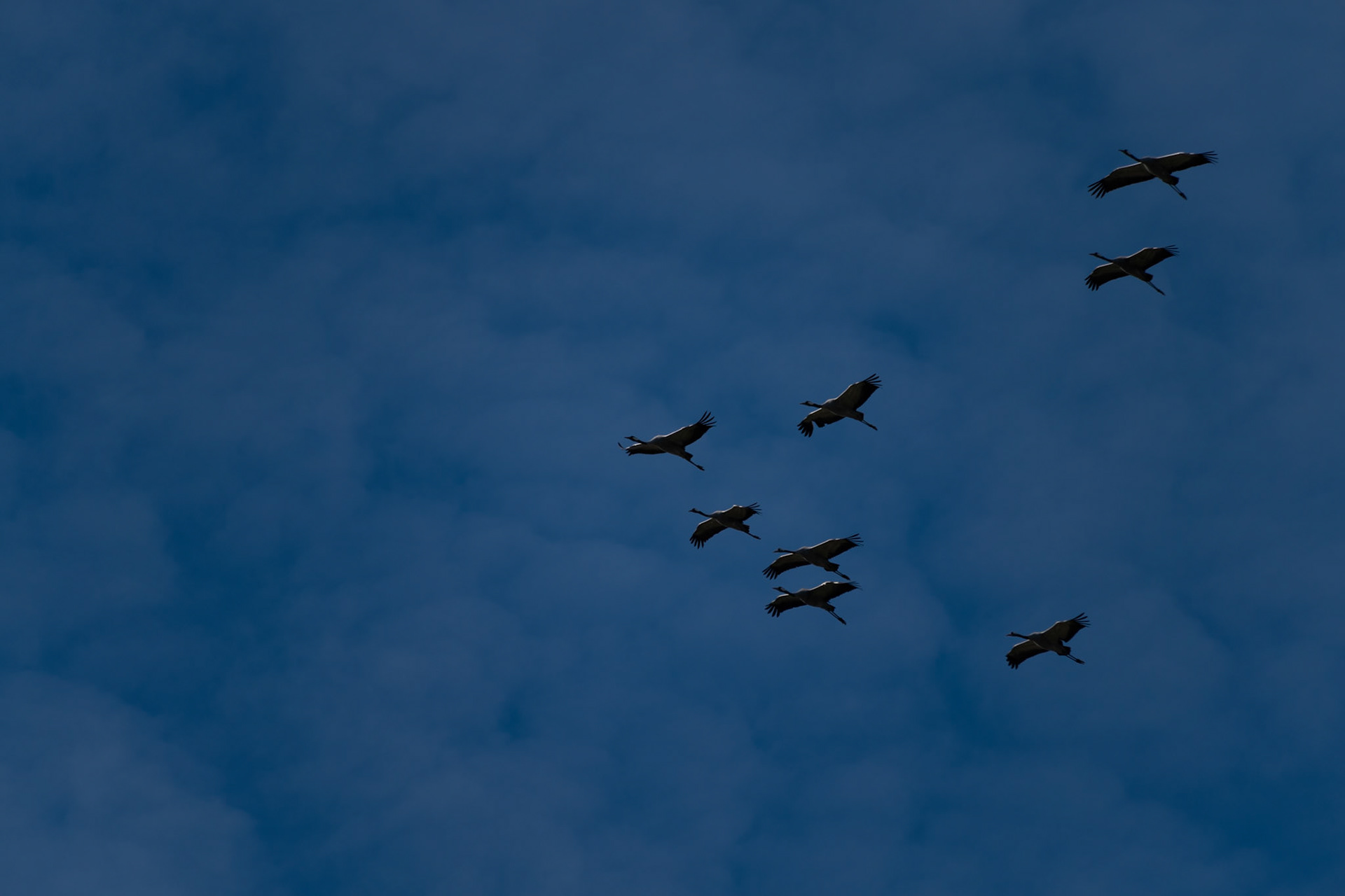 Grues cendrées