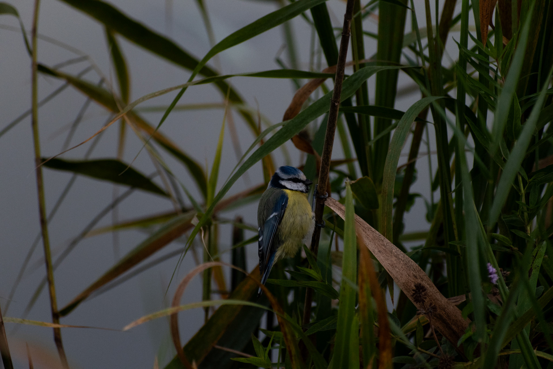 Mésange bleue