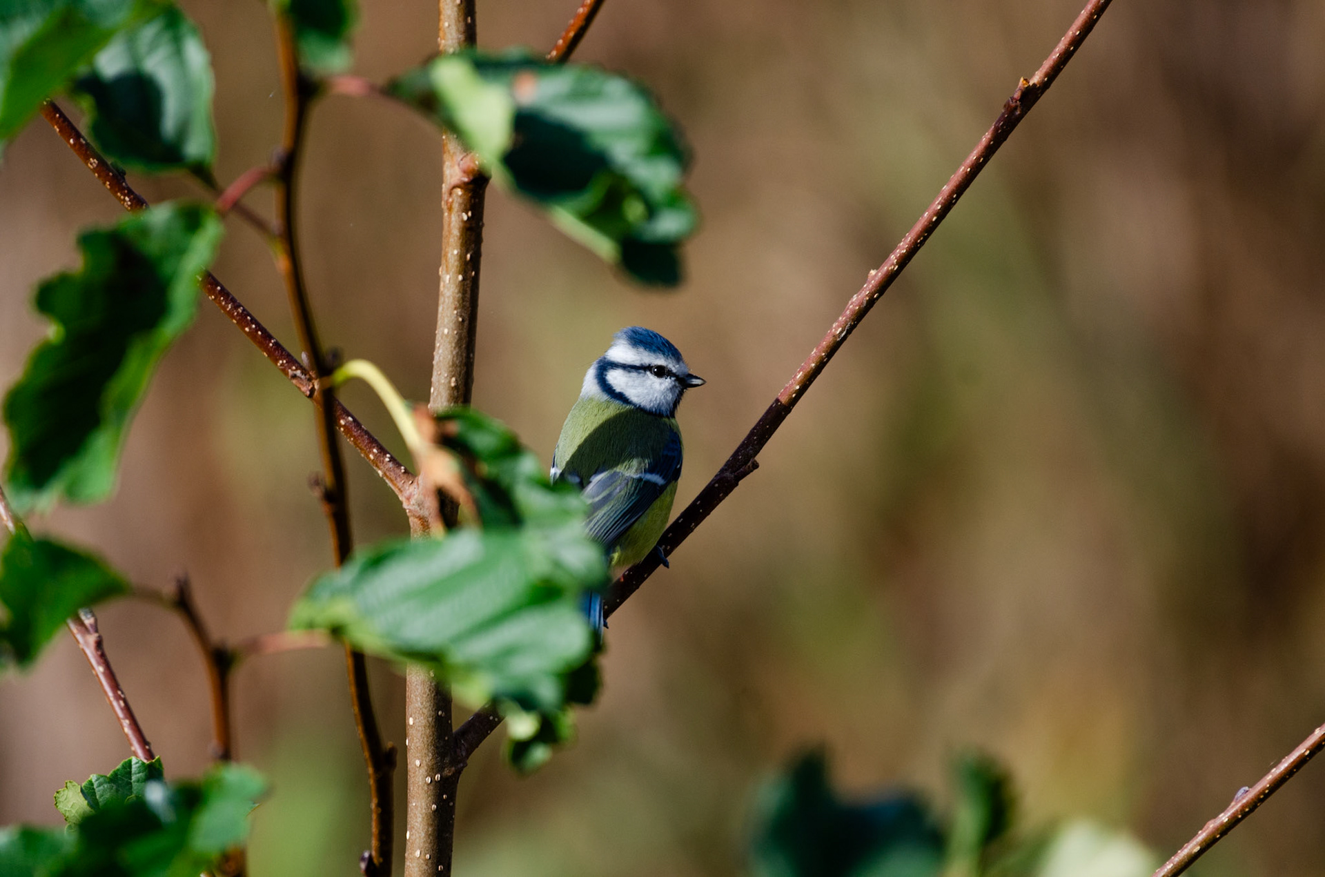 Mésange bleue