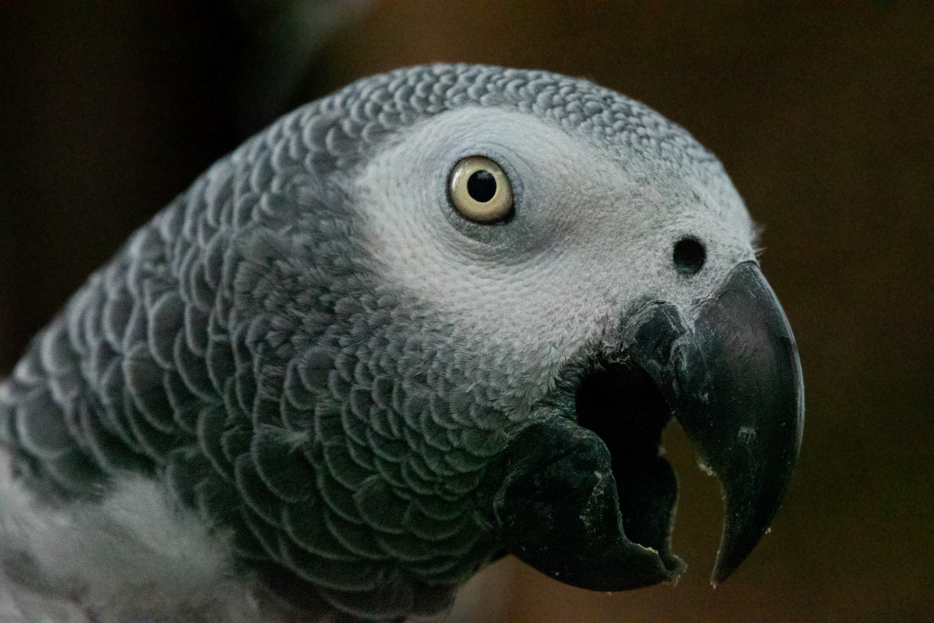 Gris du Gabon