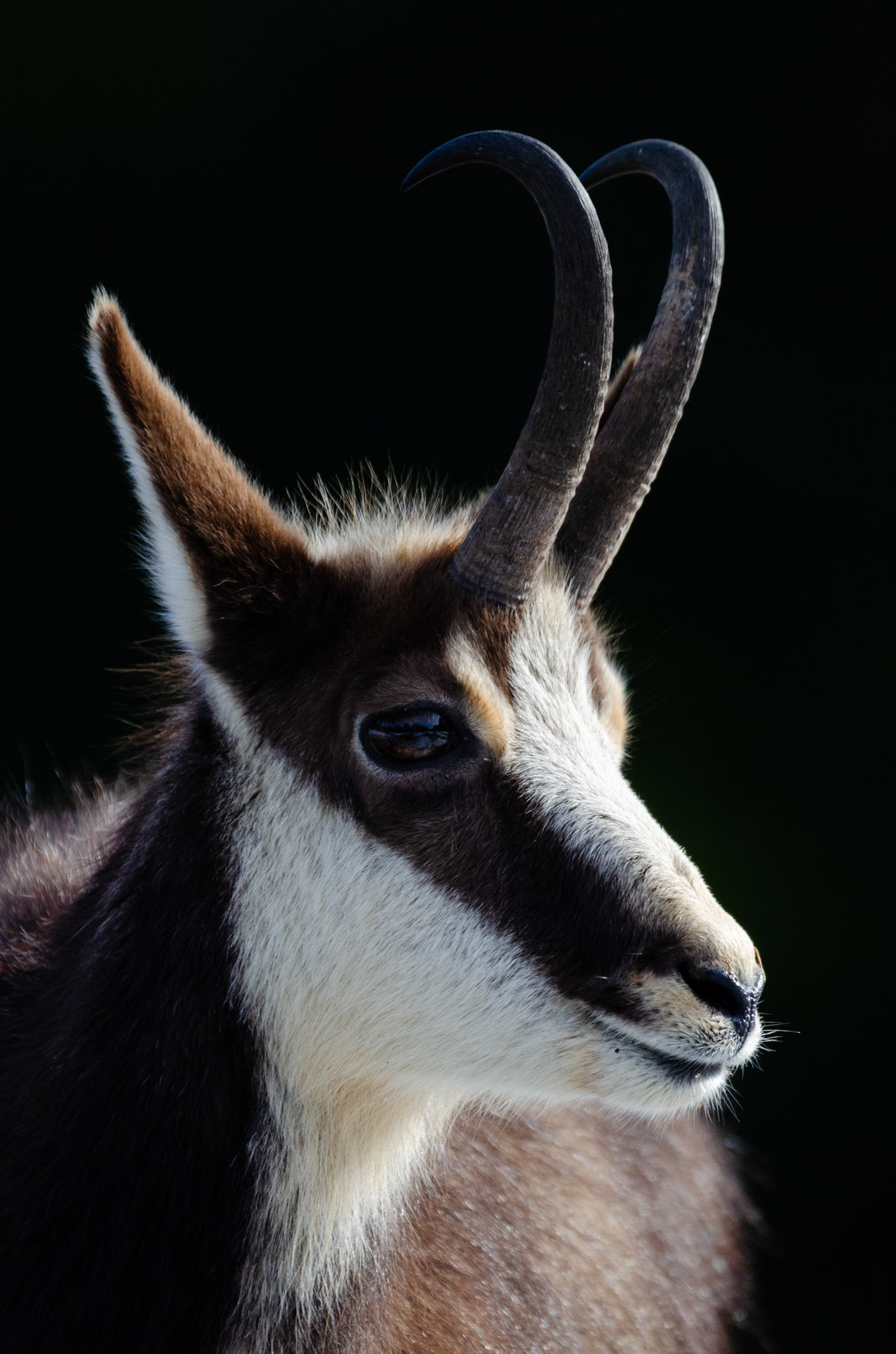 Chamois