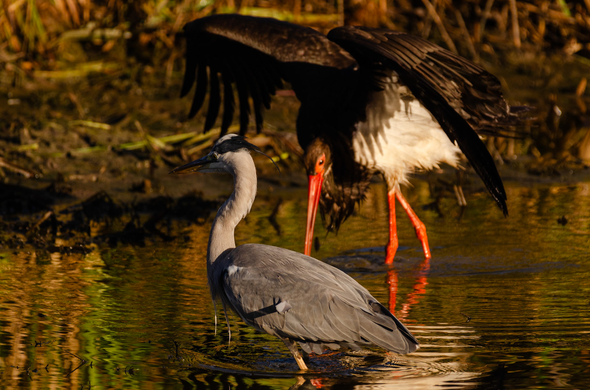 Héron cendré et cigogne noire