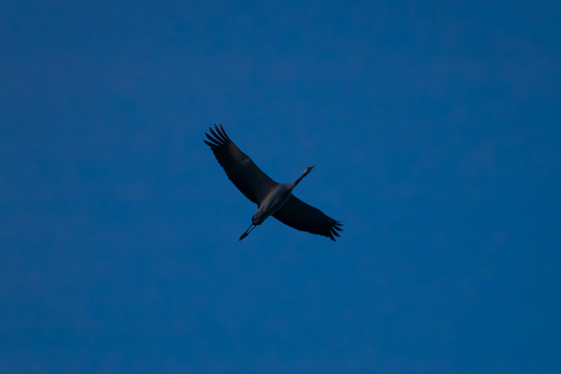 Grues cendrées