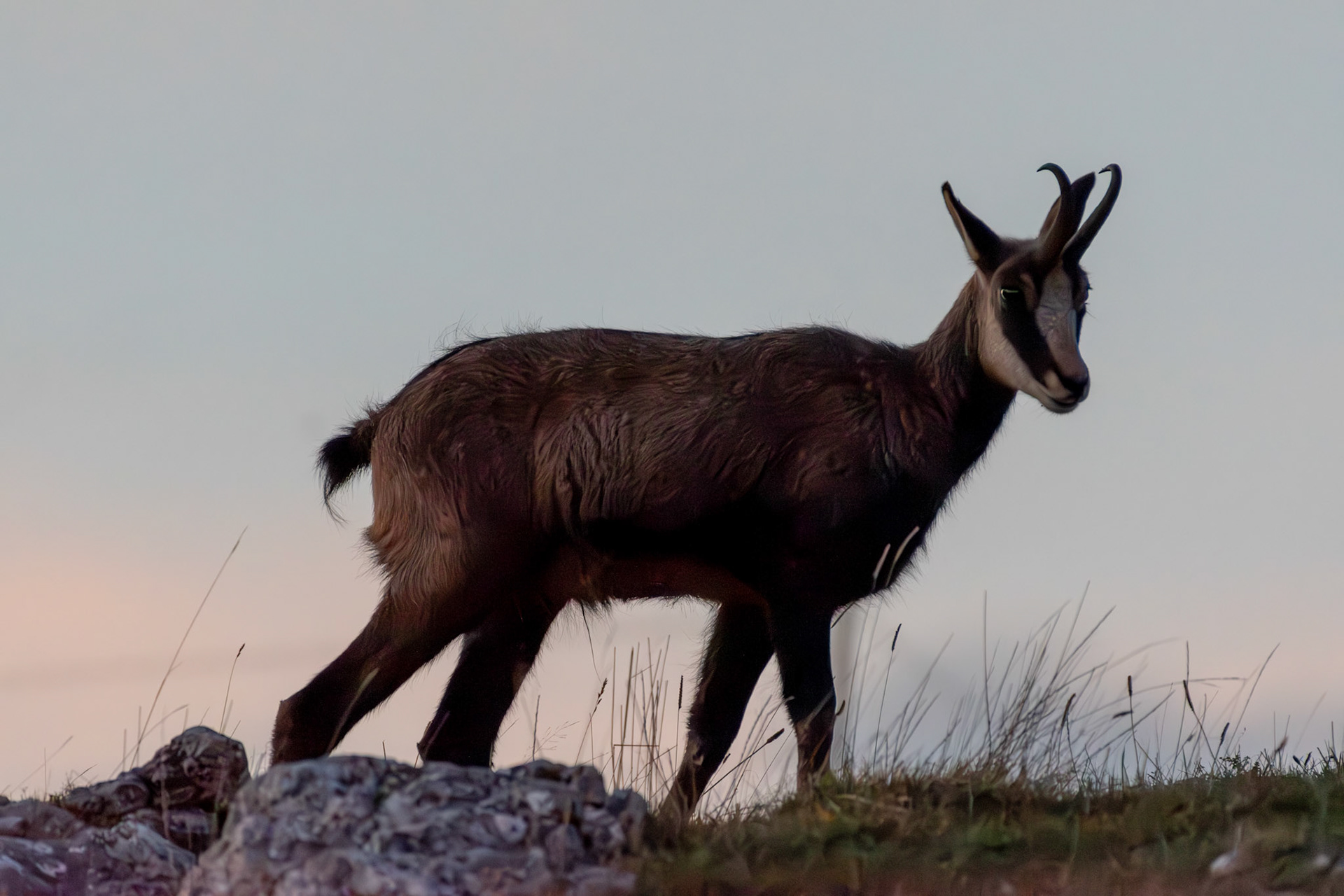 Chamois