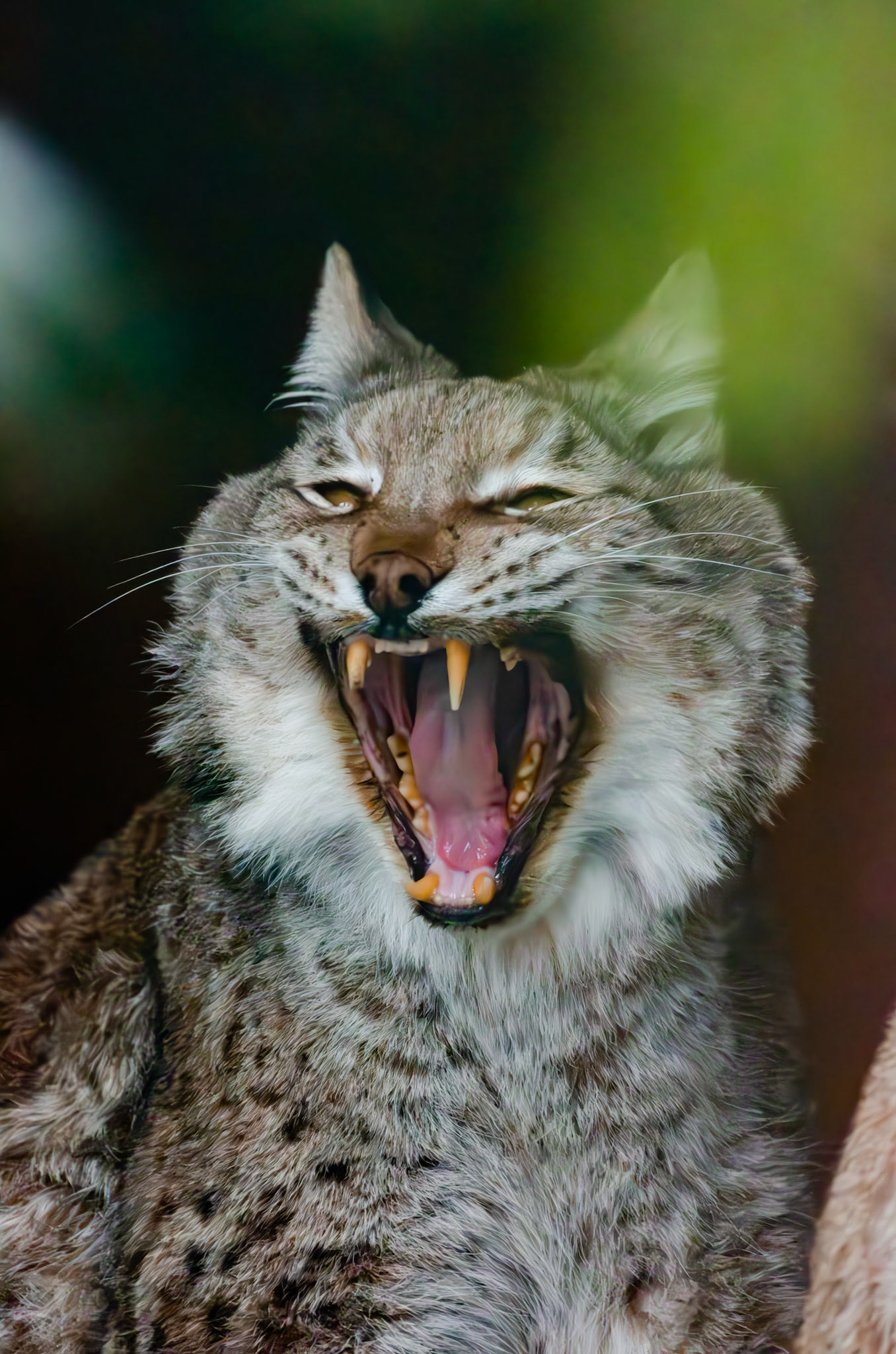 Lynx boréal