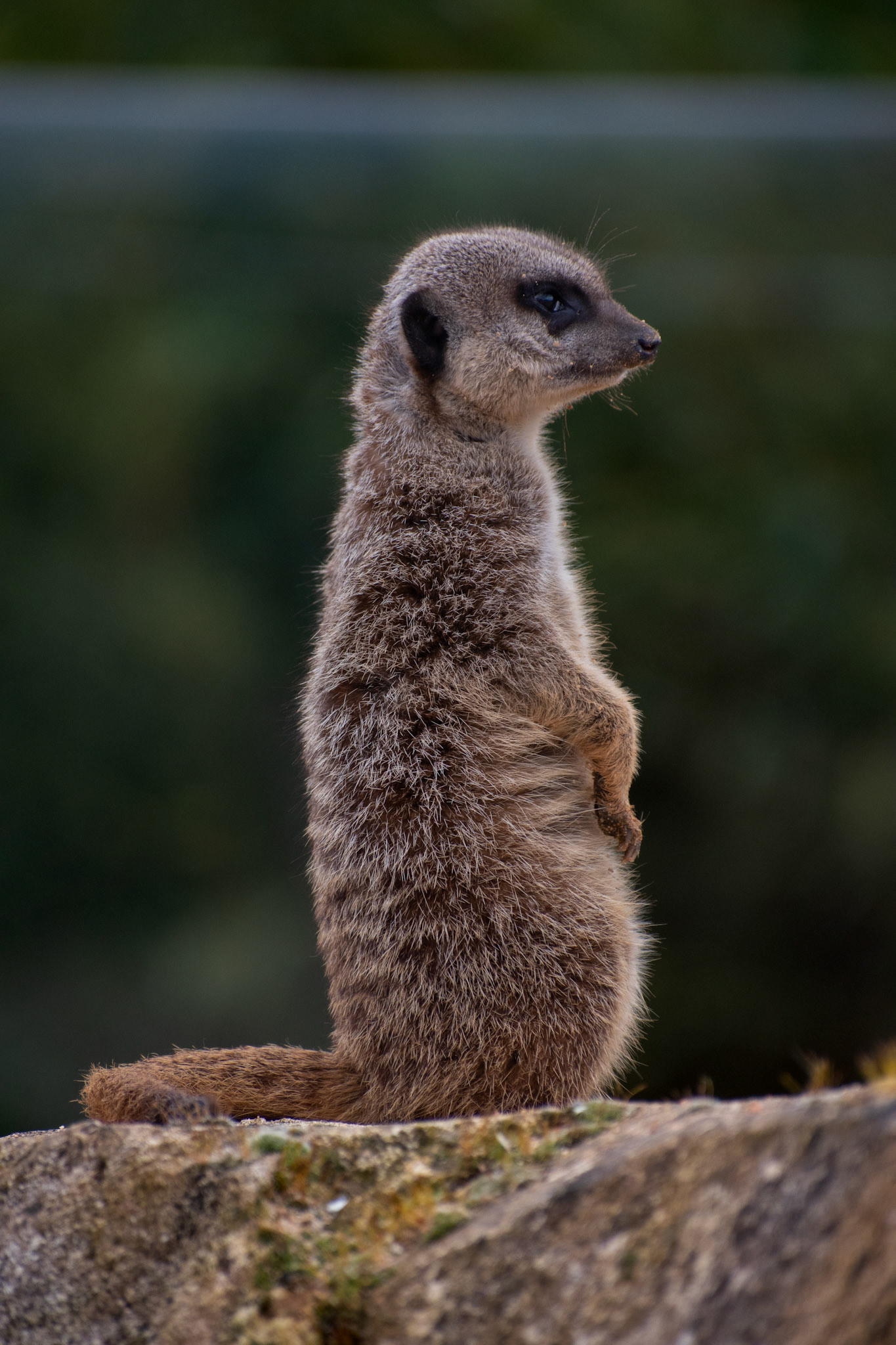 Suricate