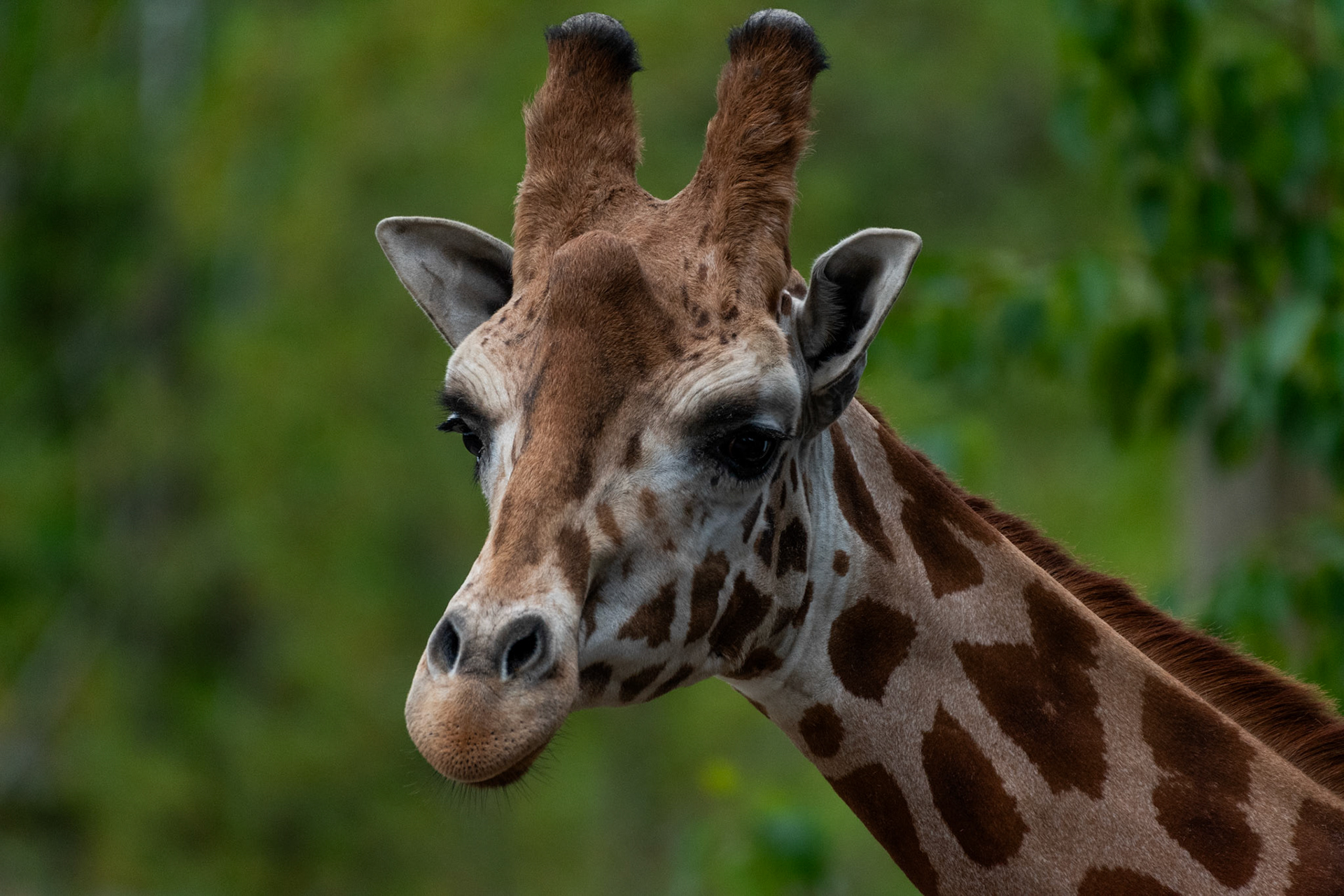 Girafe