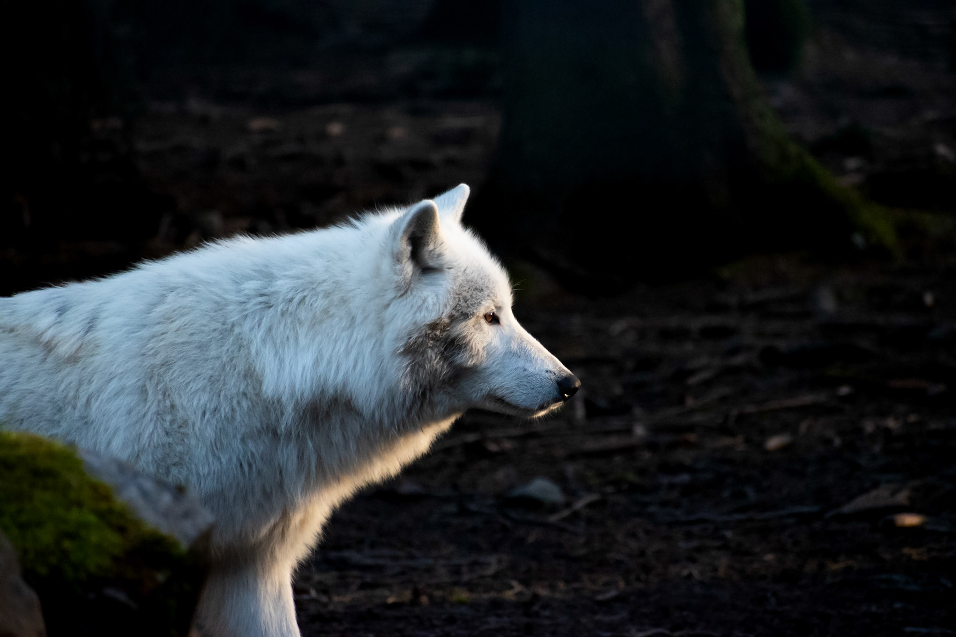 Loup arctique