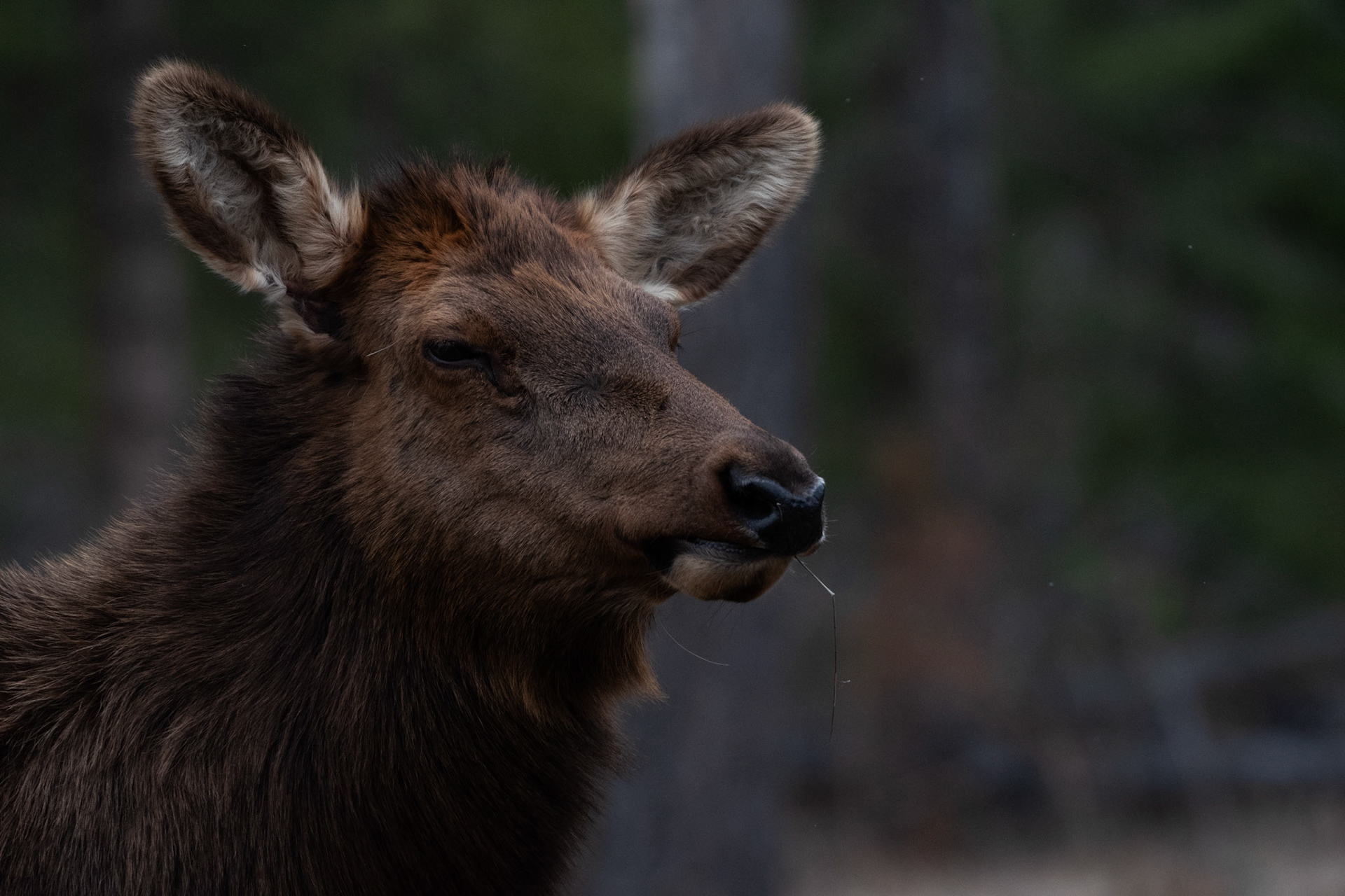 Wapiti