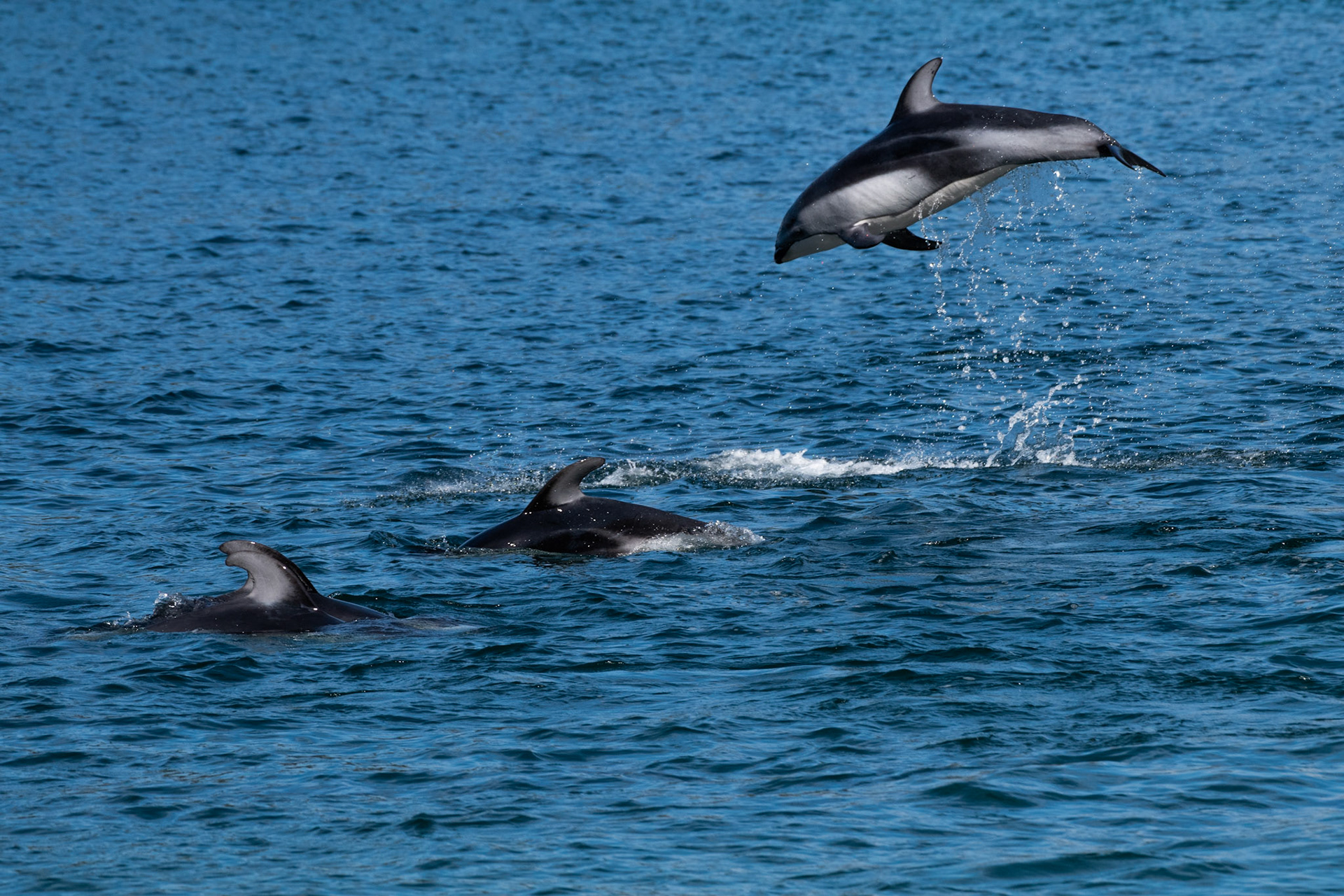 Dauphins à flancs blanc du Pacifique