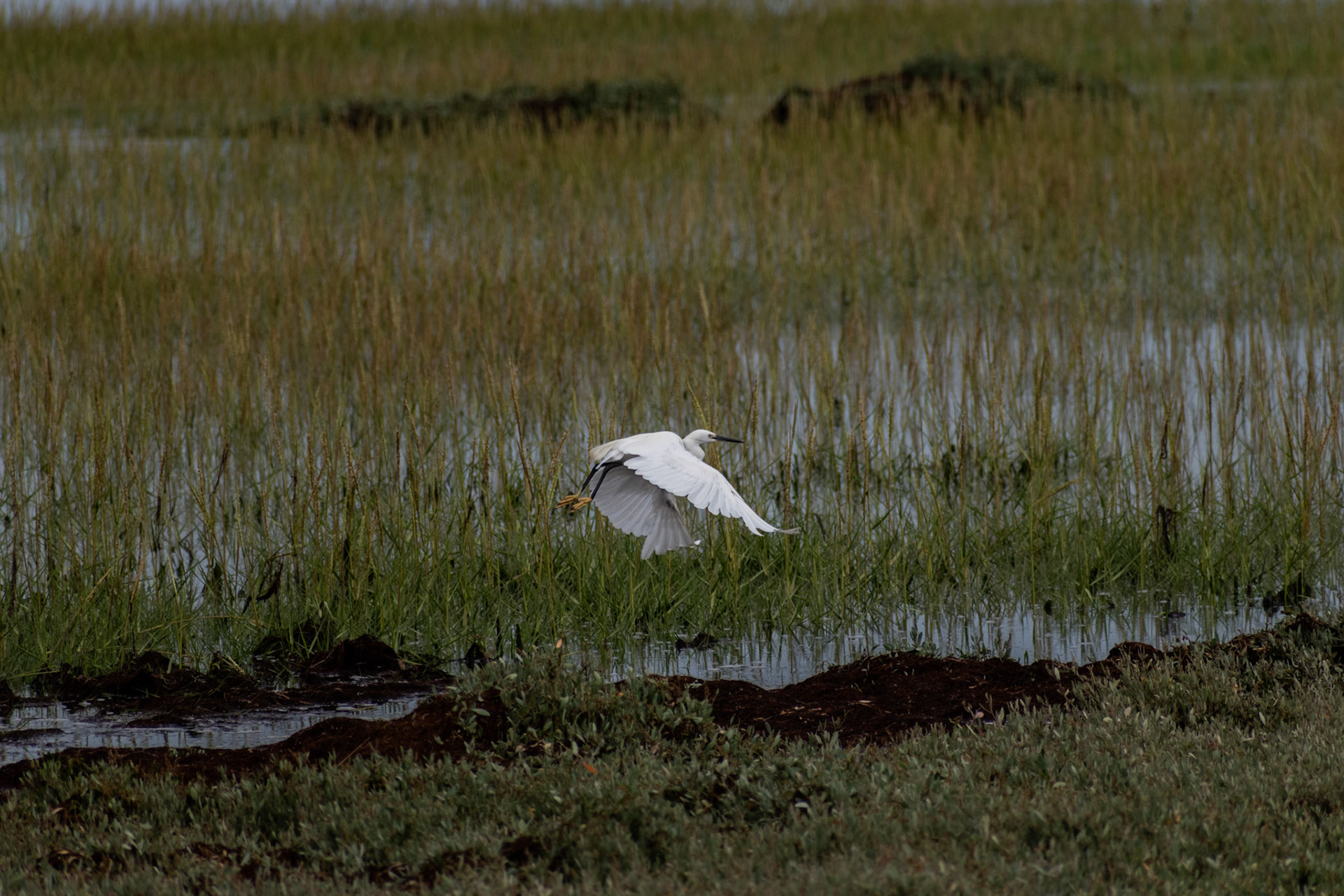 Aigrette garzette