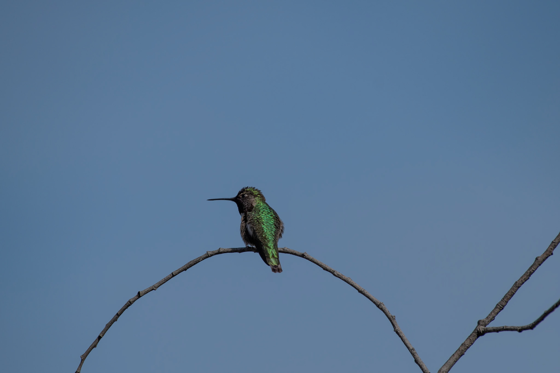 Colibri de Anna