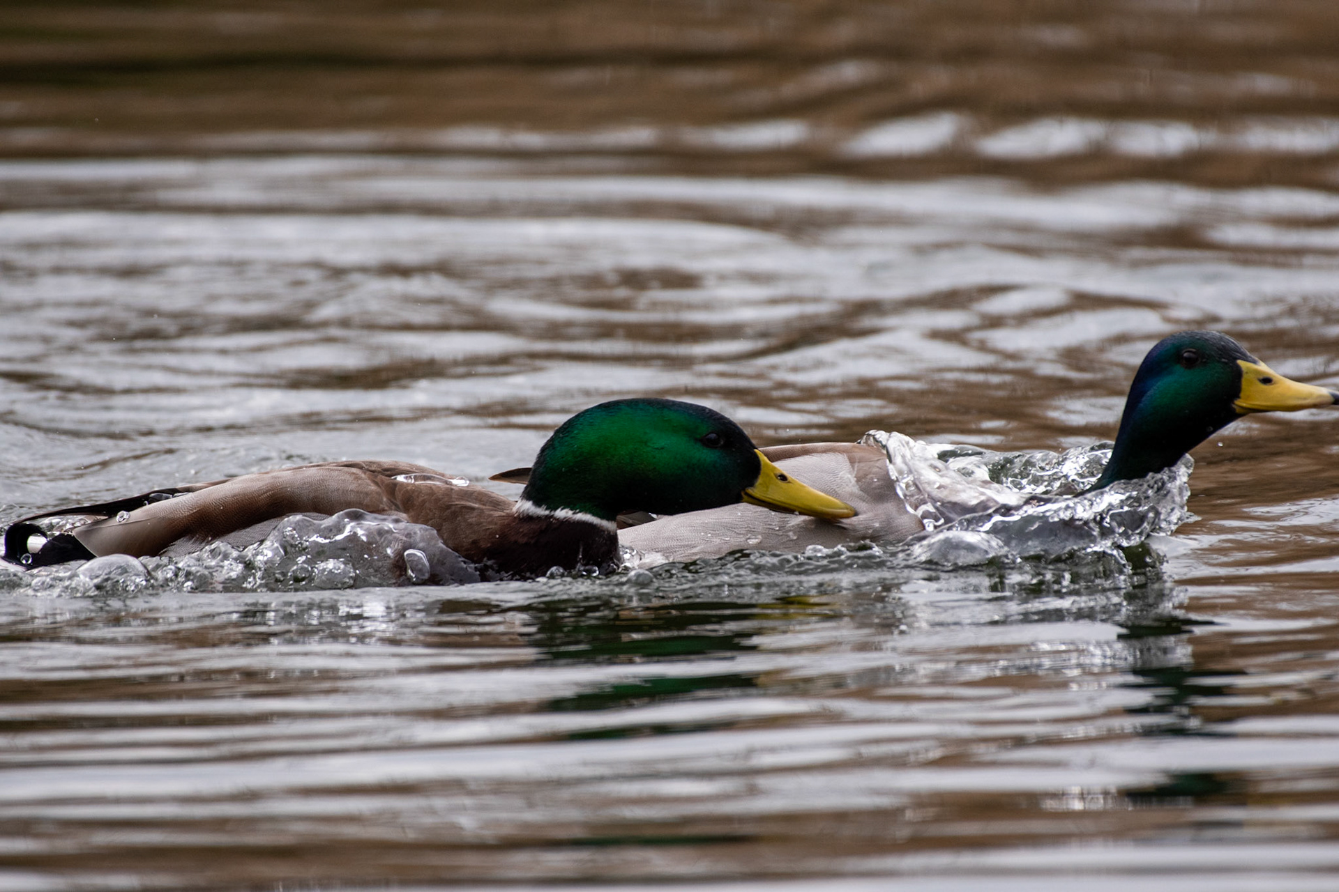 Canards colverts