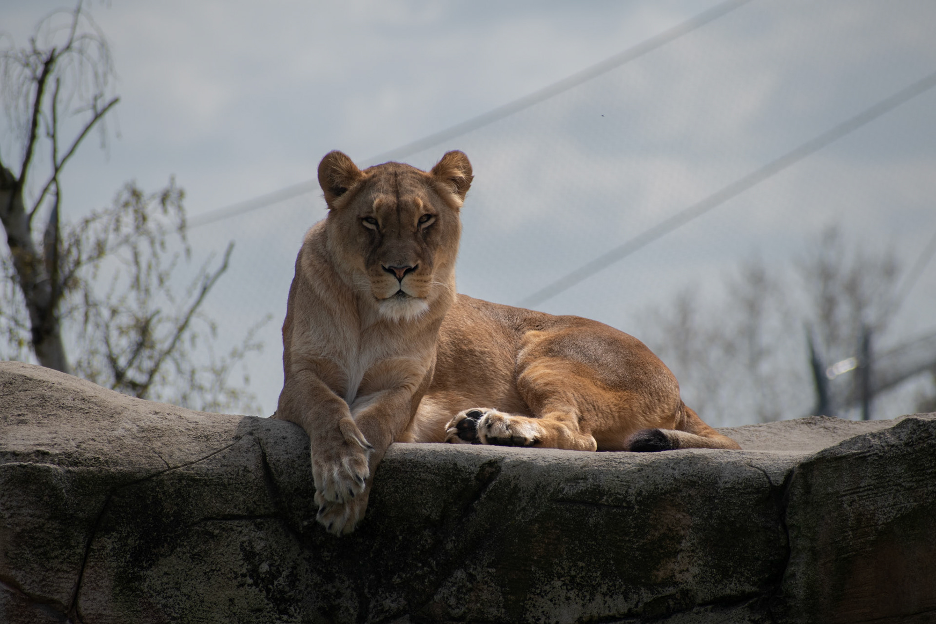 Lion