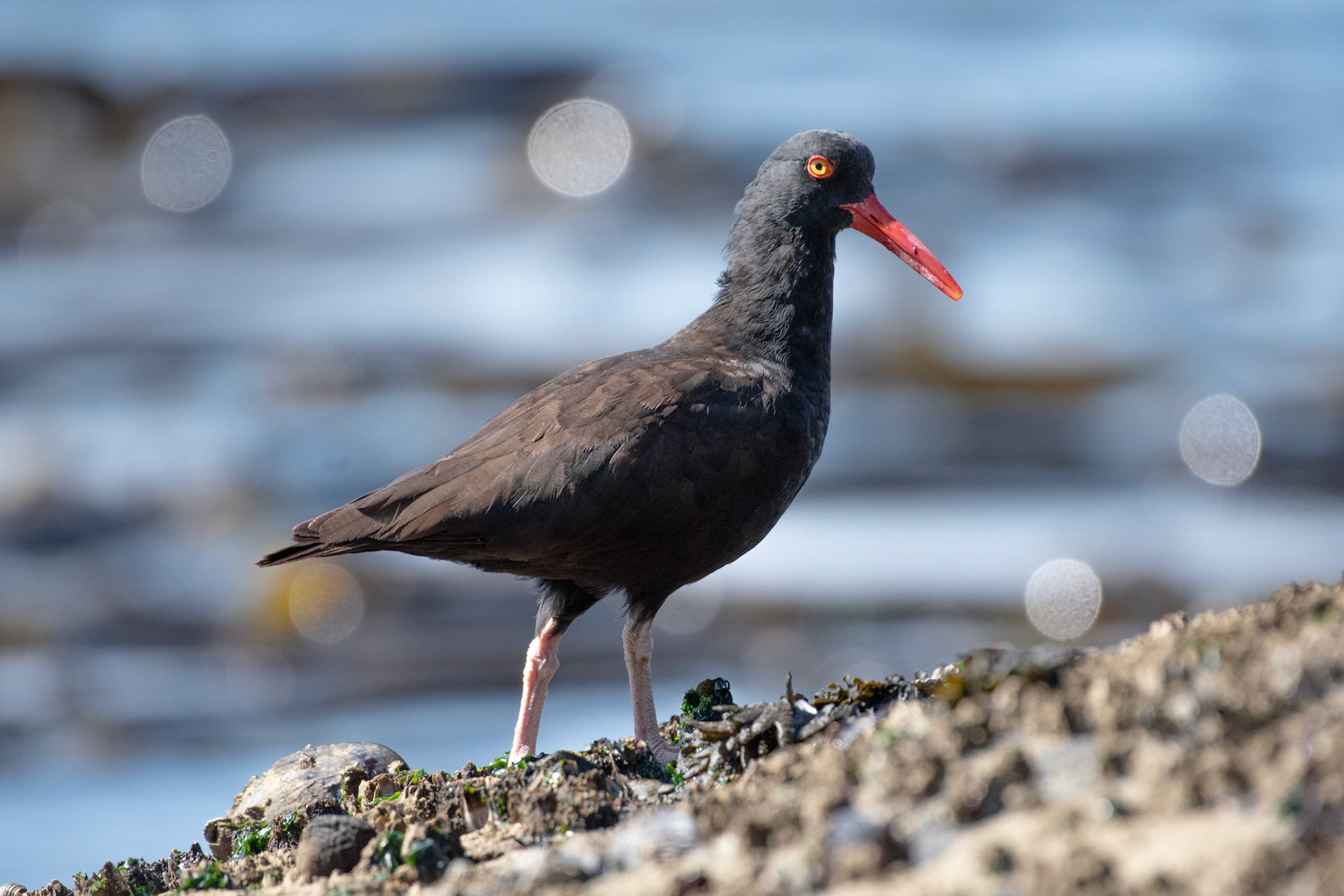 Huitrier de Bachmann