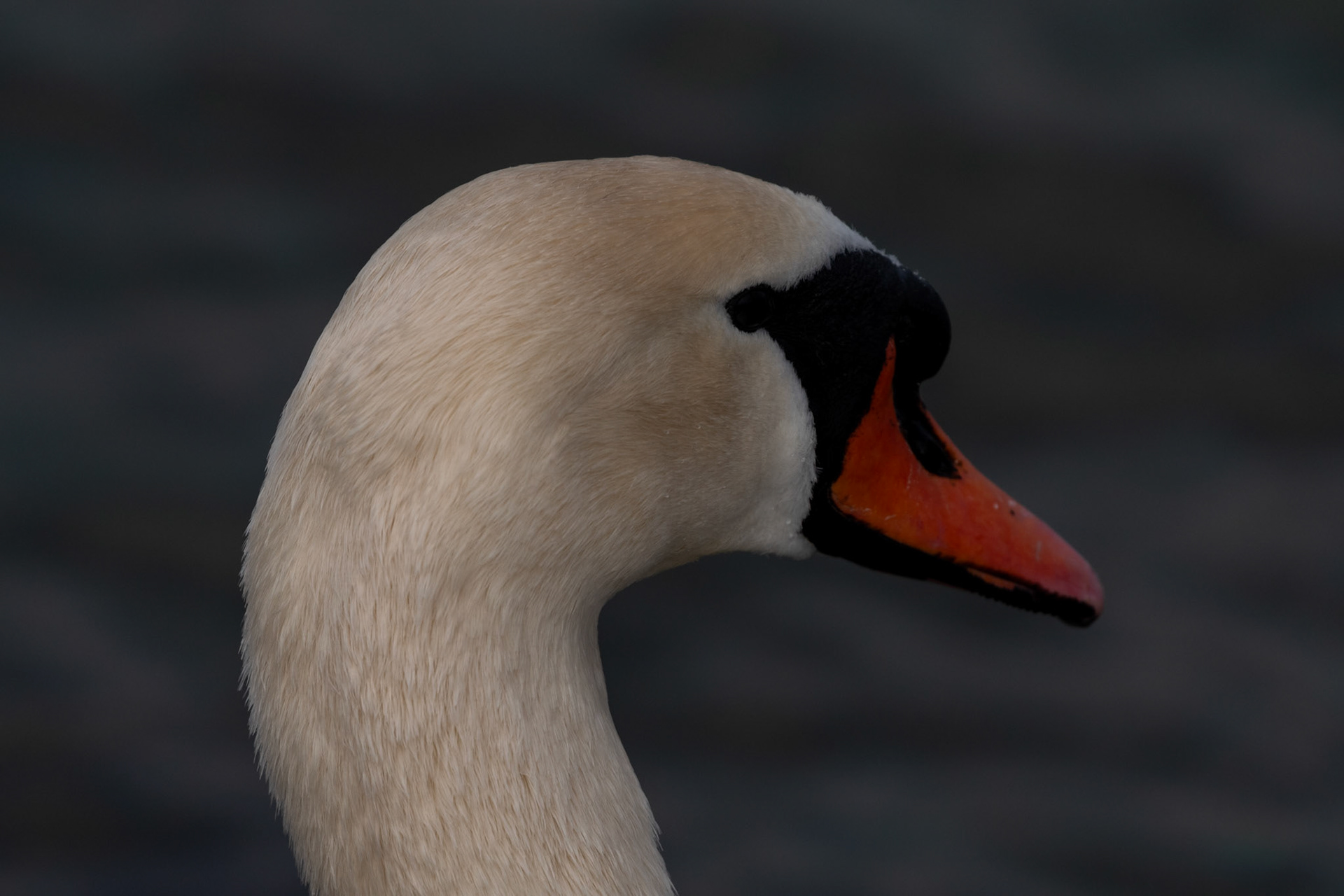 Cygne tuberculé