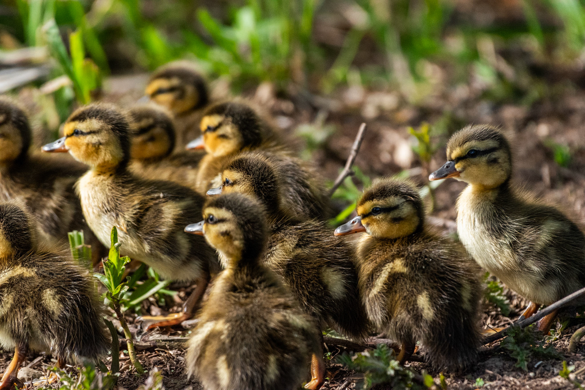 Canard colvert
