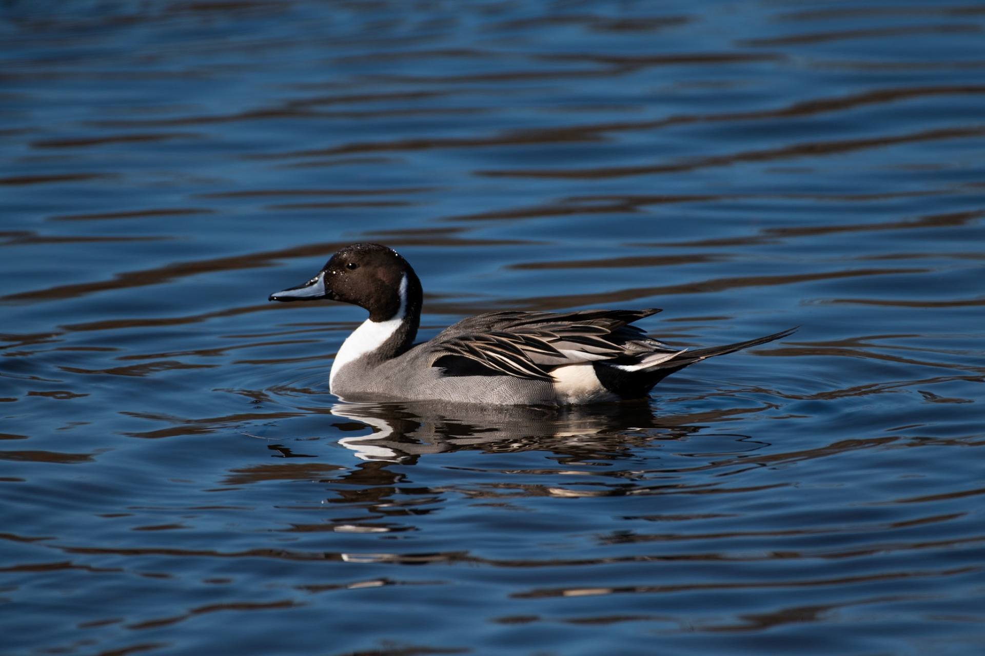 Canard souchet