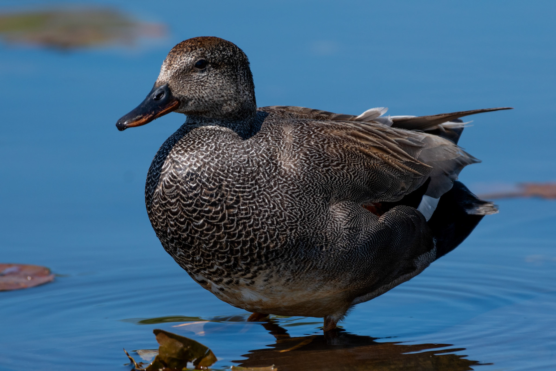 Canard chipeau